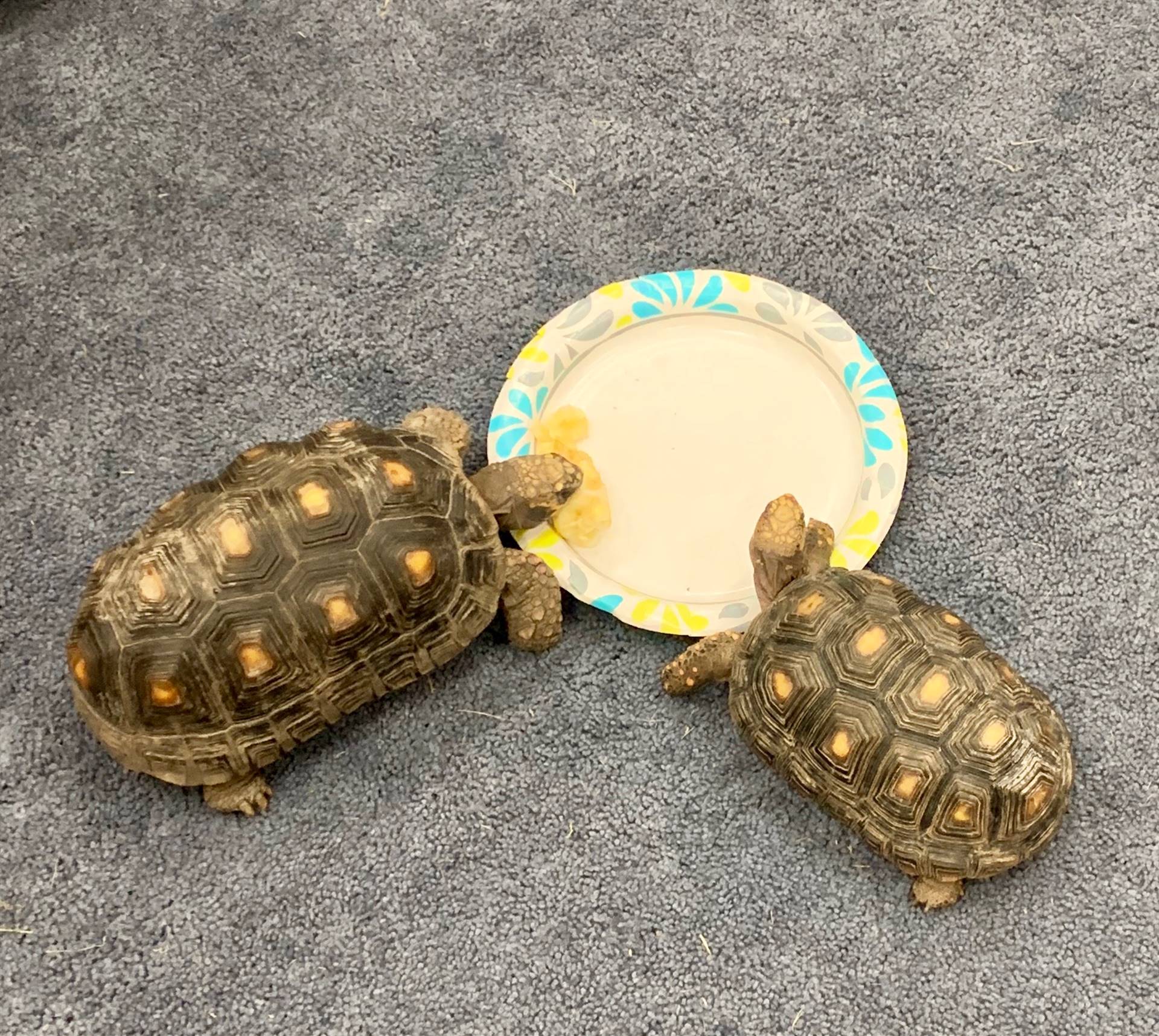 2 tortoises eating a banana
