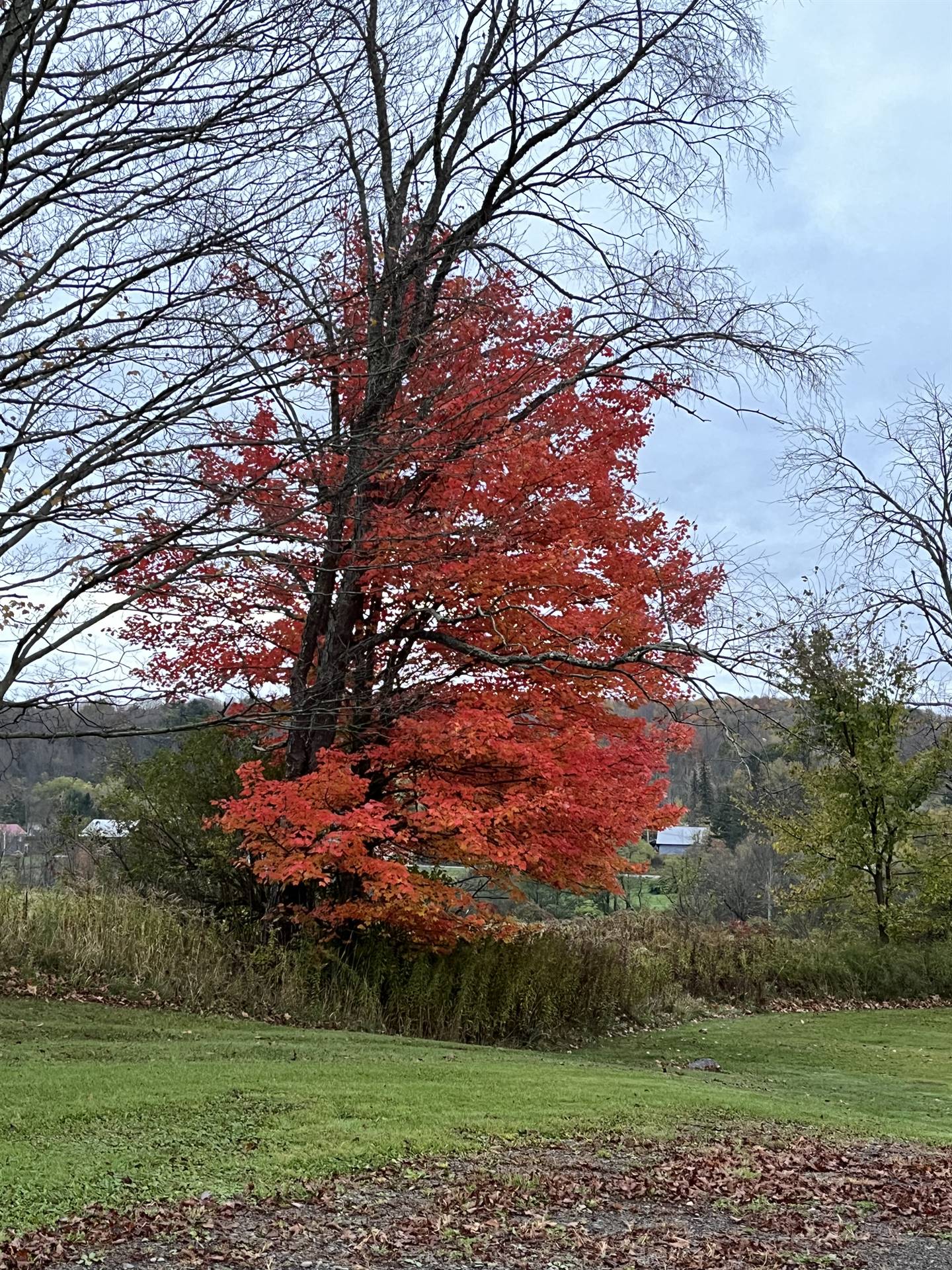 An orange and red leaved tree next to bare trees.