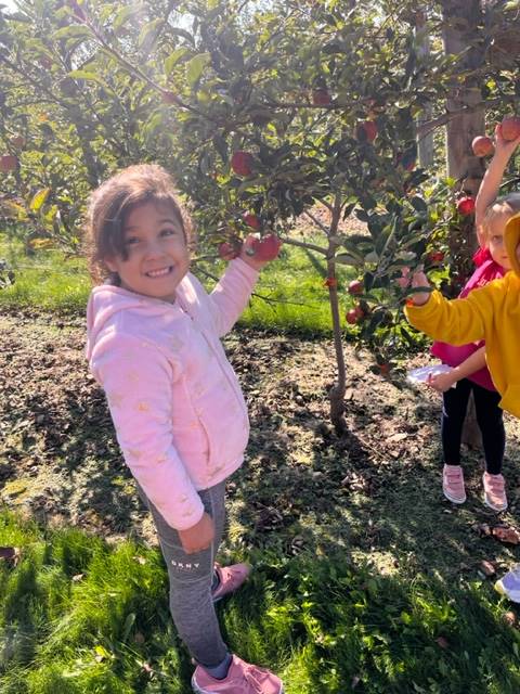 a kid picks an apple of an apple tree