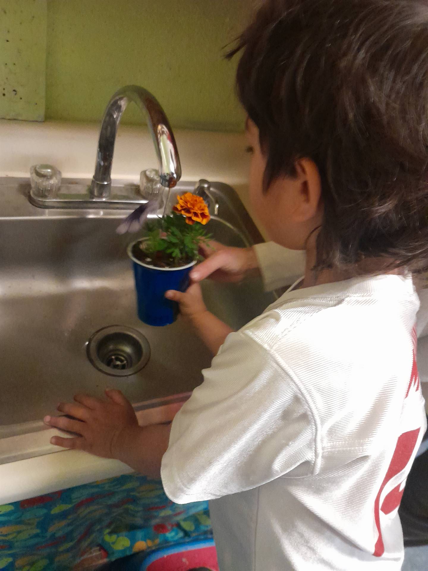 a student is watering a plant under a faucet