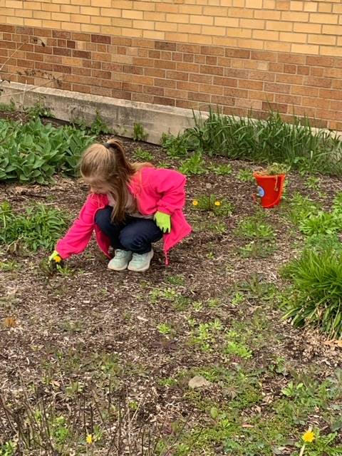 student picking out a weed from a garden