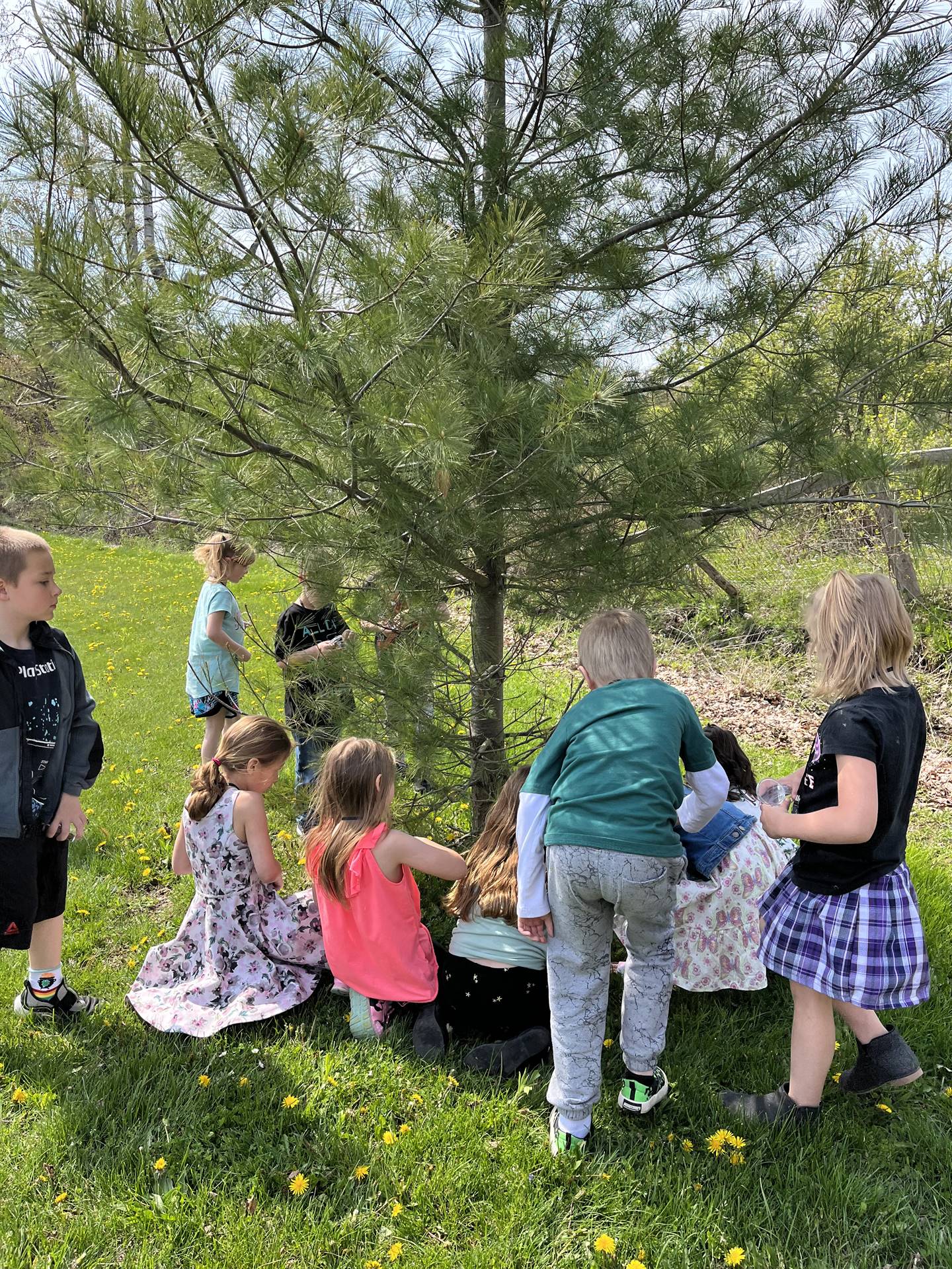 students gathered around a tree outside