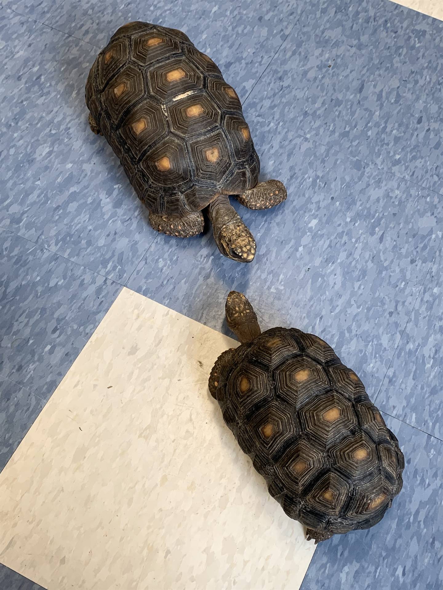 2 tortoise friends