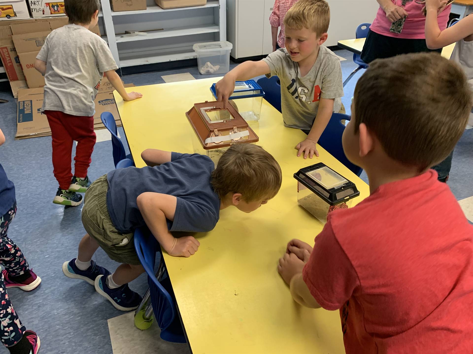 students looking at reptiles in aquariums.