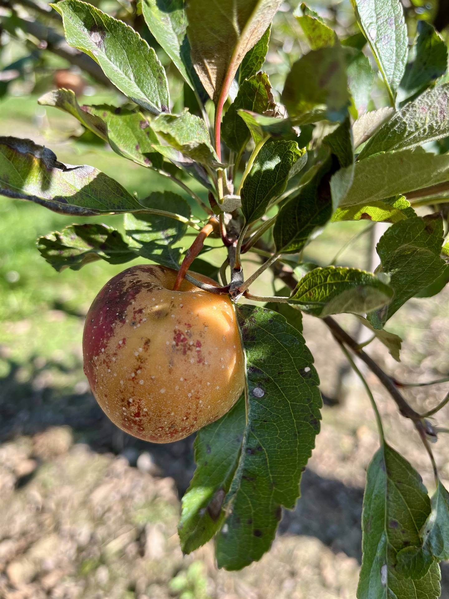 a yellowish reddish apple hanging on a tree.
