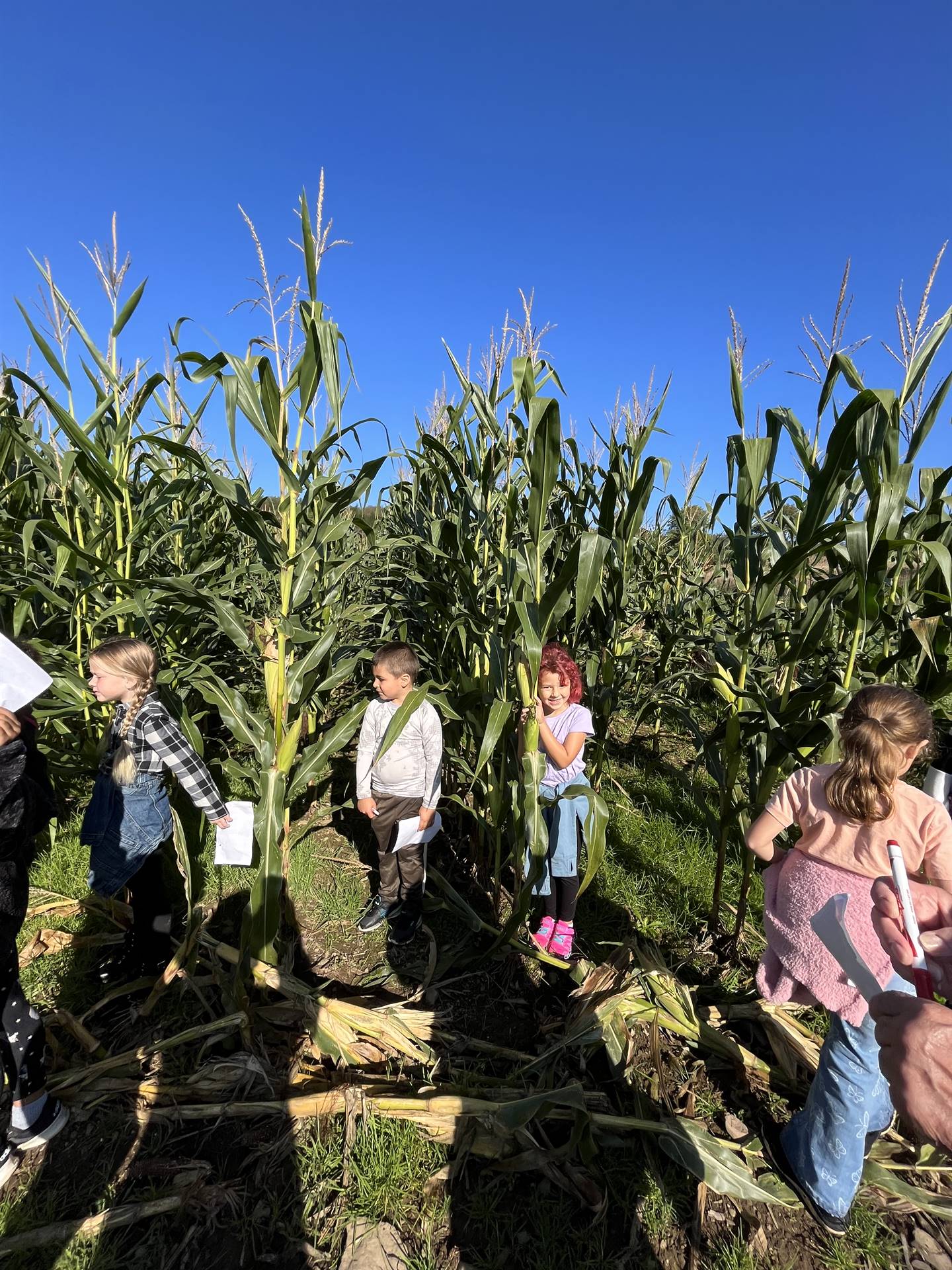 students in a corn field.