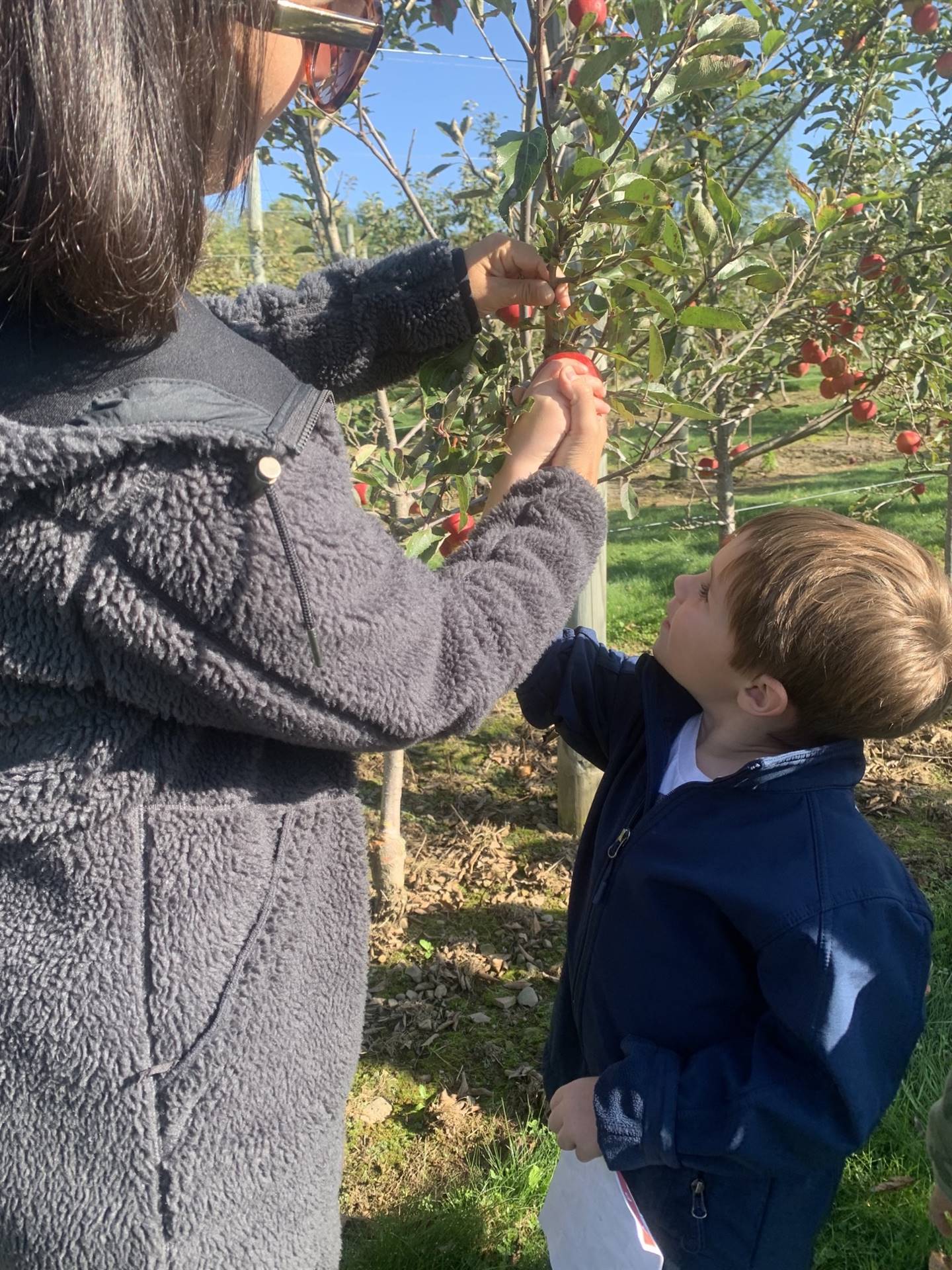 an adult and student pick an apple from a tree.