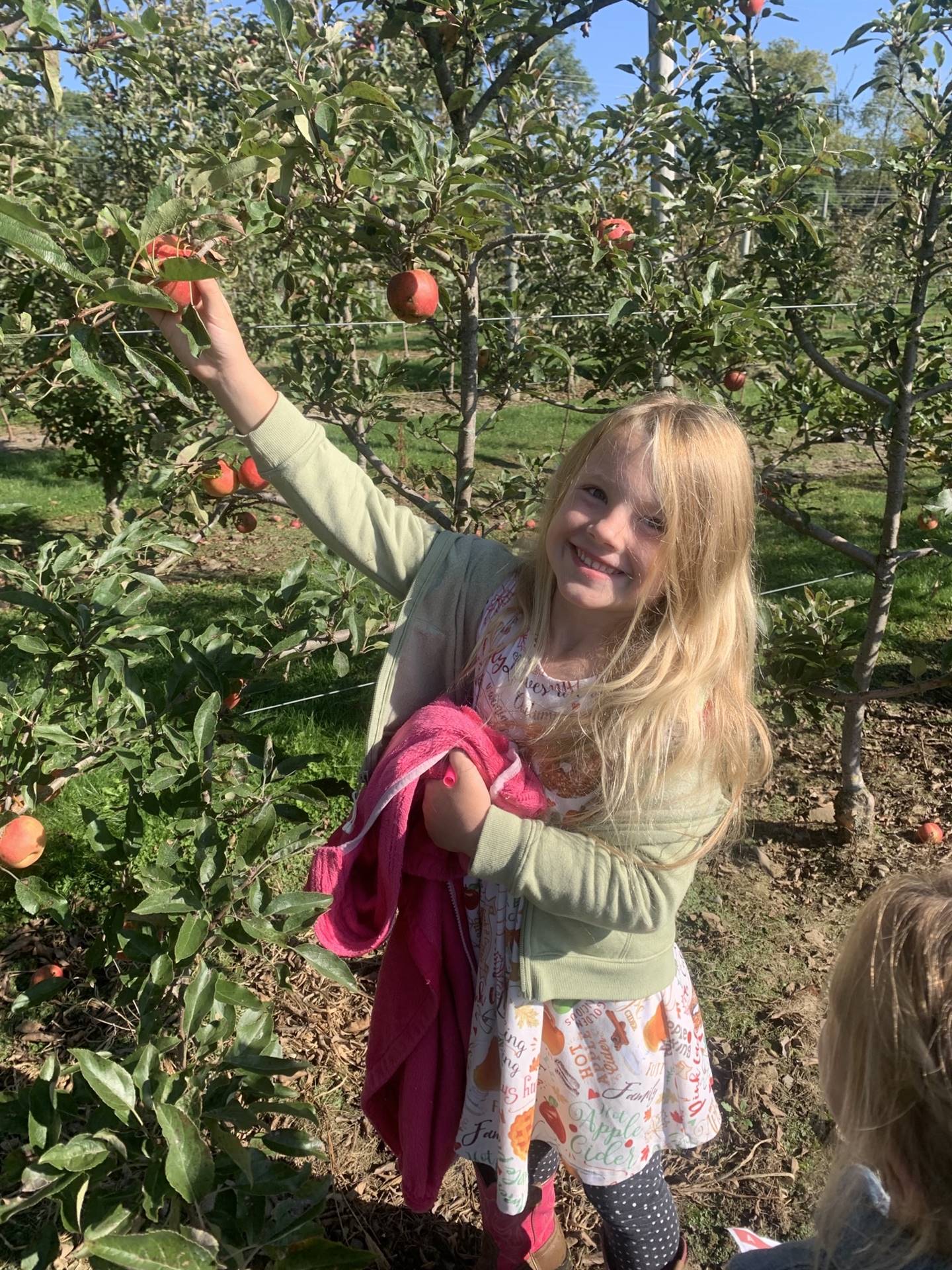 a student picks an apple from a tree.