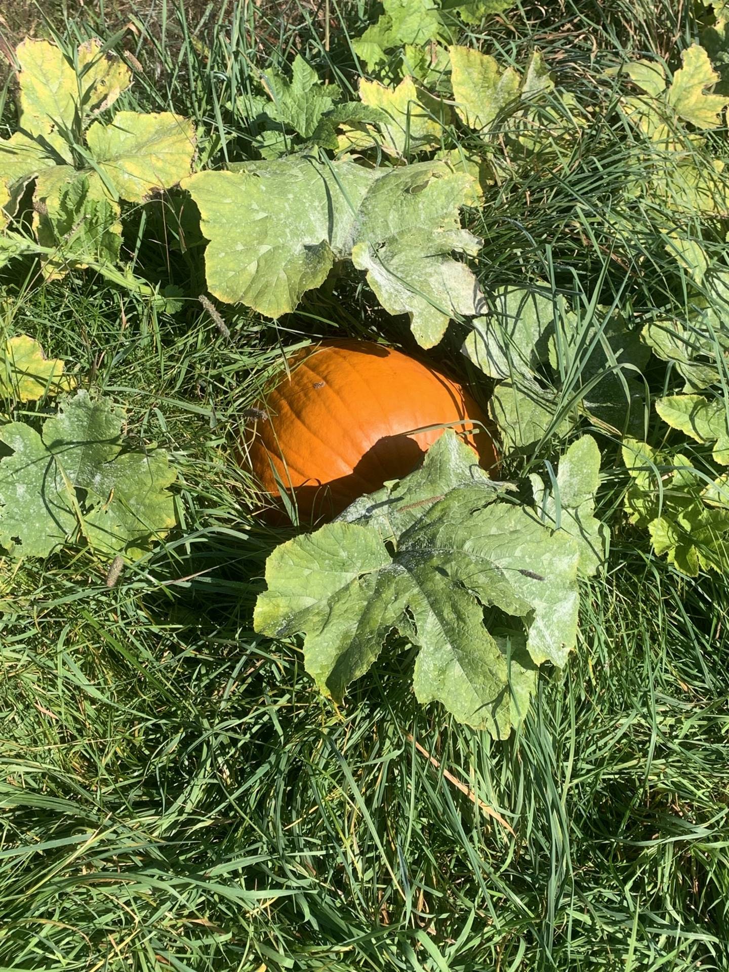 a pumpkin peeking out from under the leaves