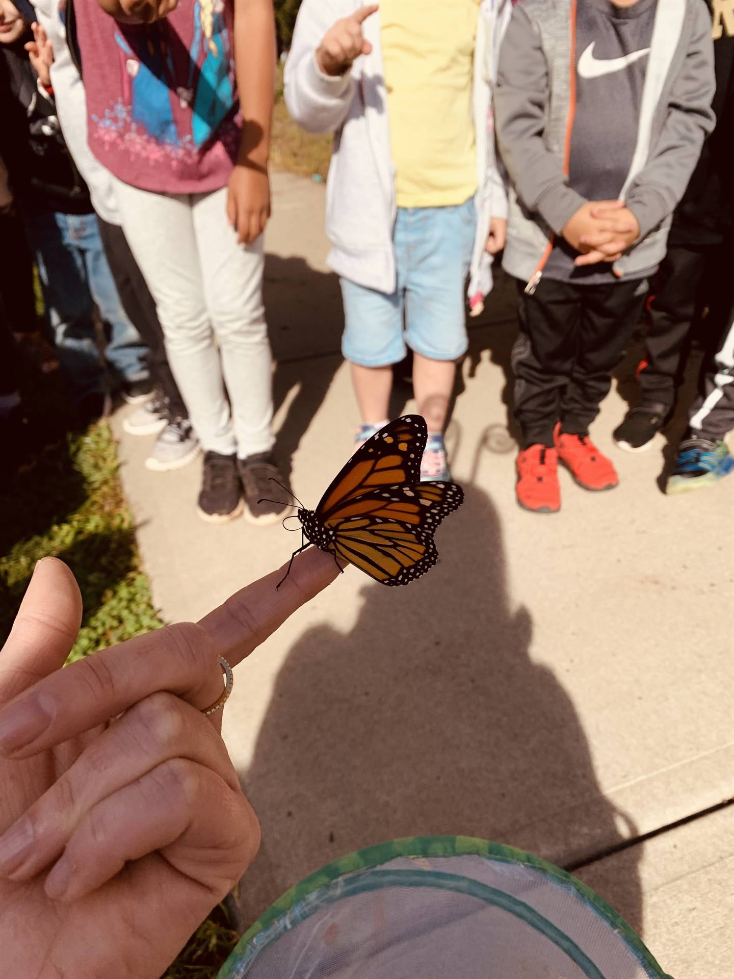 A monarch butterfly perched on a finger