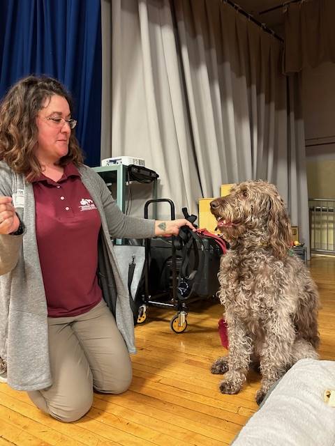 1 adult presenter with a gray curly-haired labradoodle.