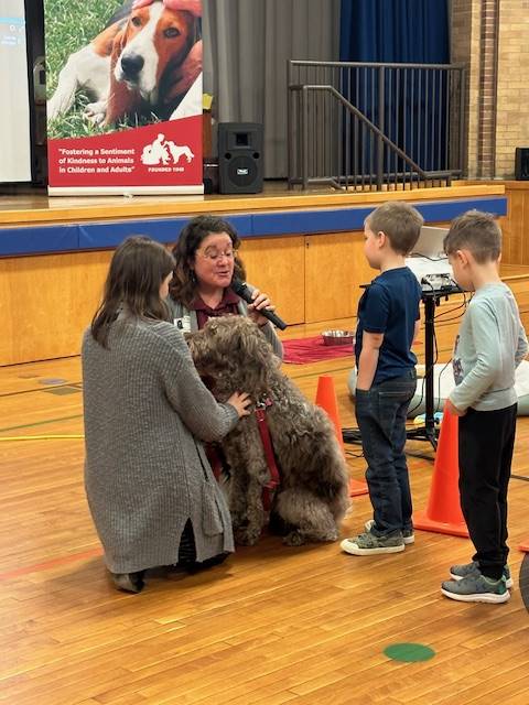 a gray curly haired labradoodle dog is being pet by some students