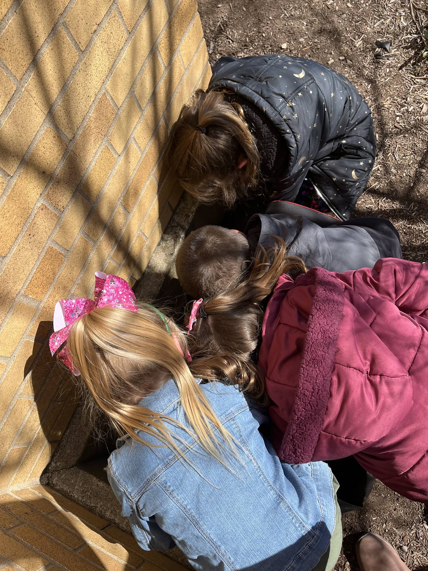 students next to building looking in a hole for bugs