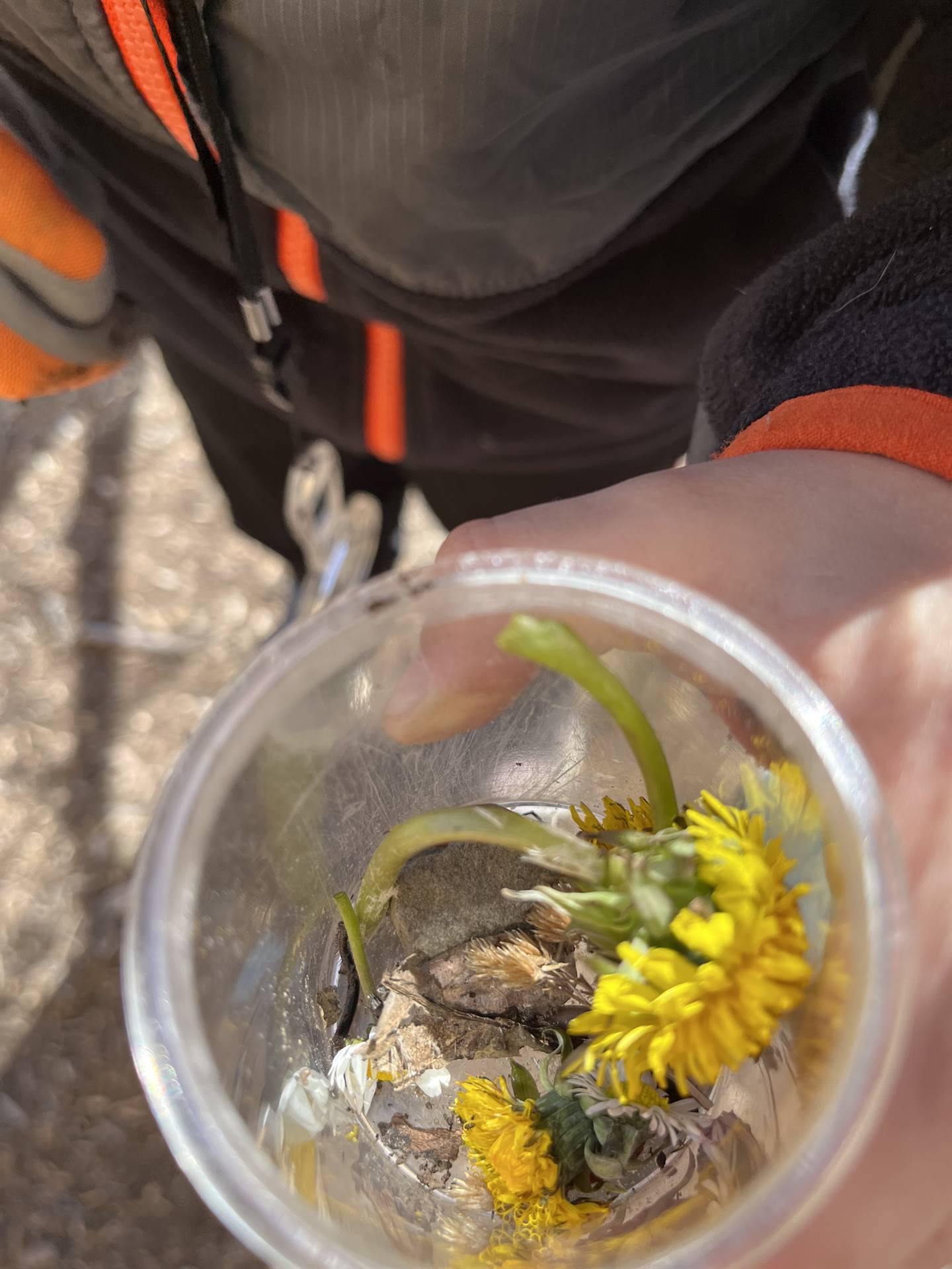 a magnifying jar of nature finds.