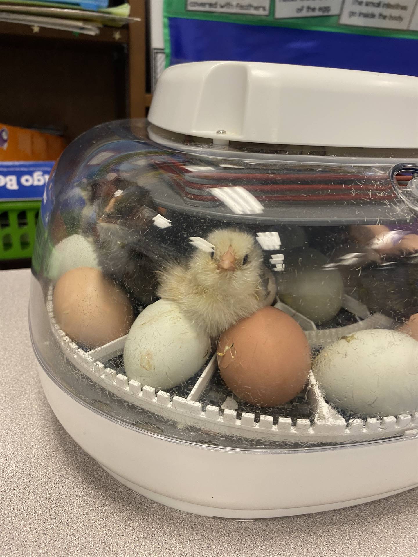 a chick standing next to eggs looks out 