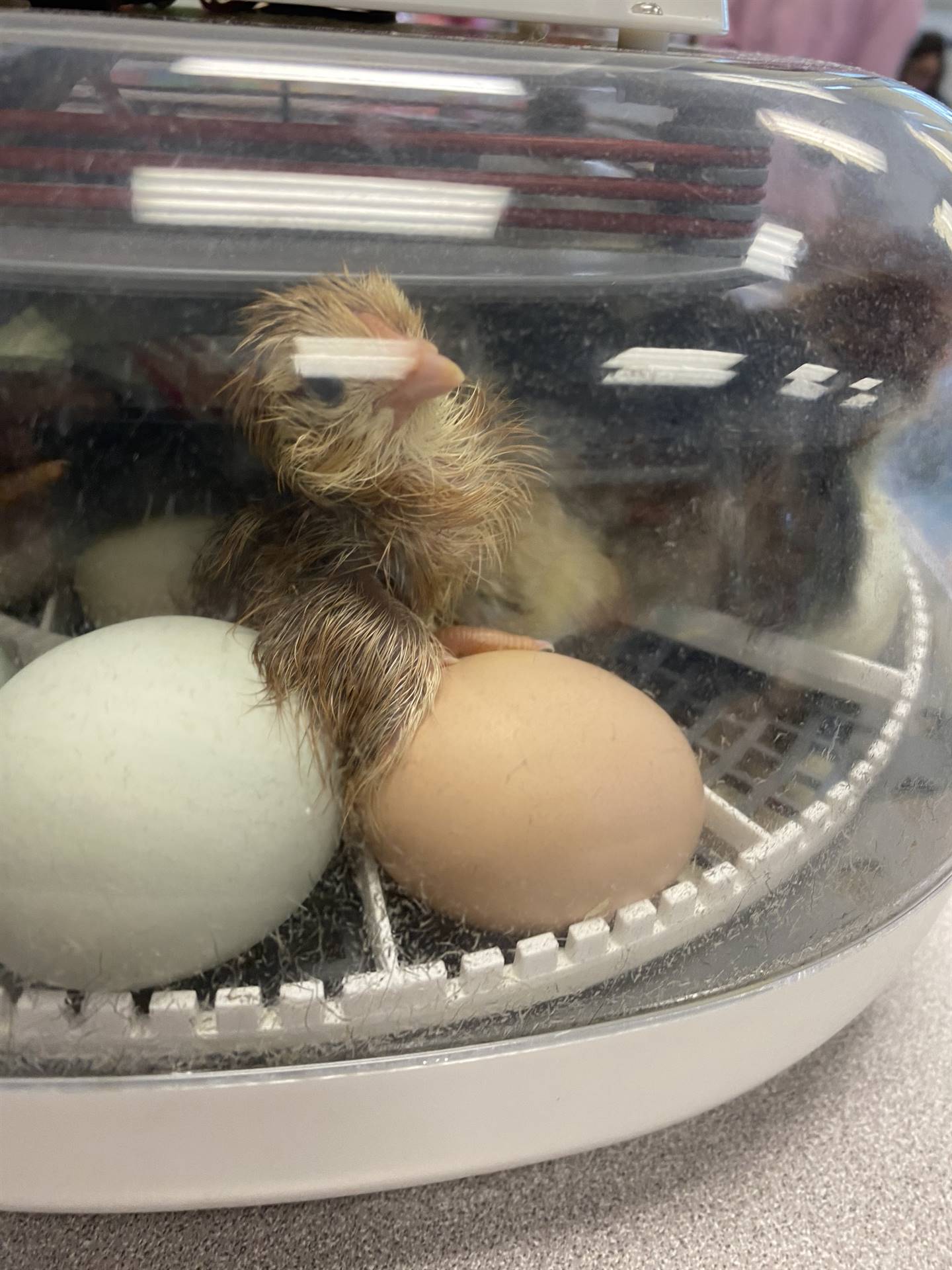 A newly hatched chick