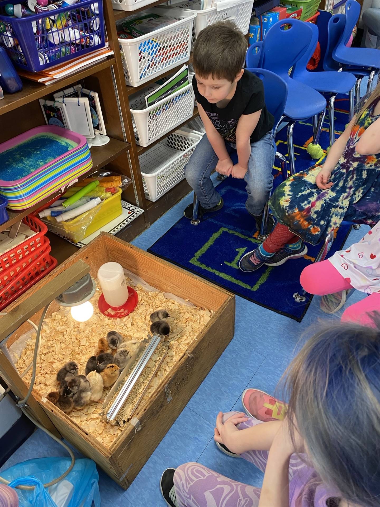 kids observe chicks in brooder