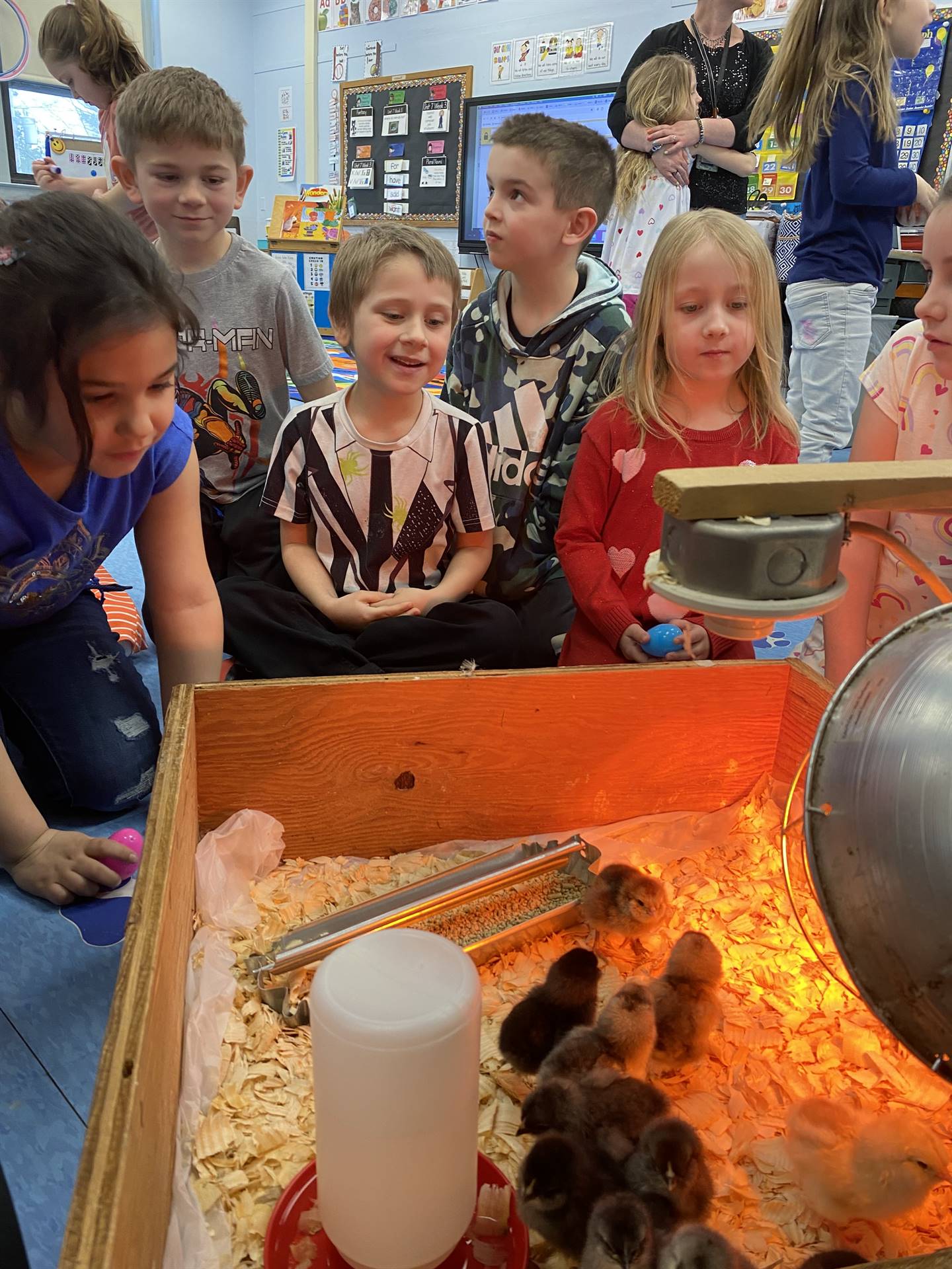 students observe baby chicks in brooder