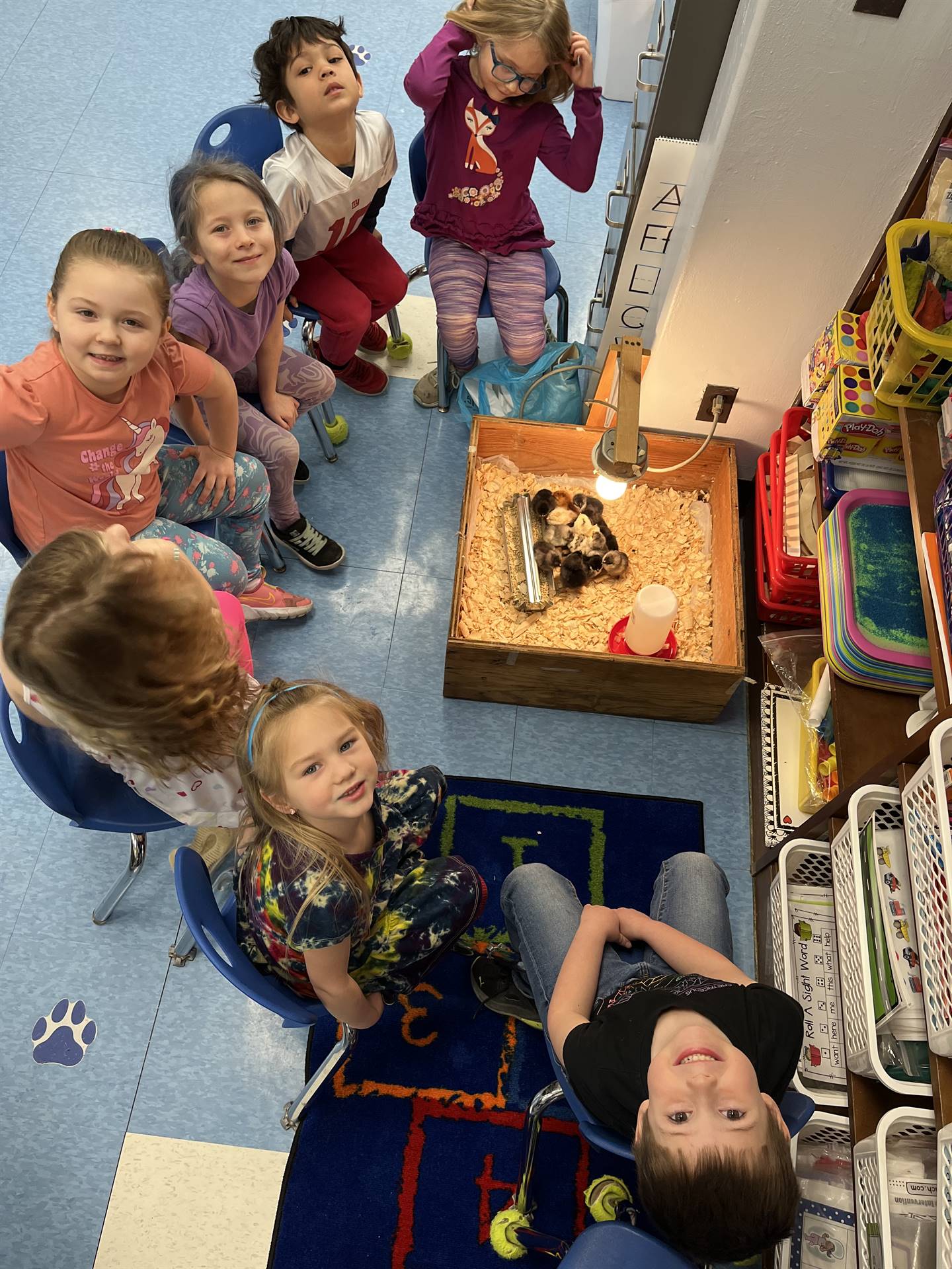 students observing chicks.