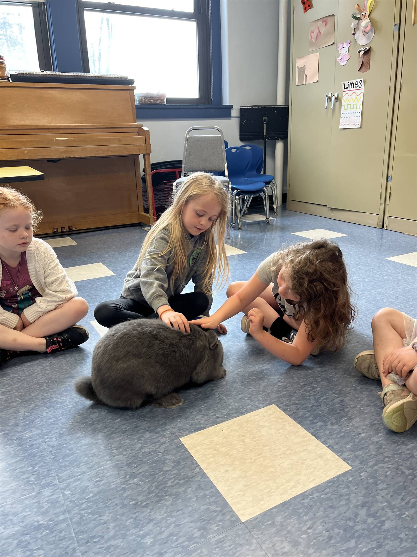 students petting a large gray bunny