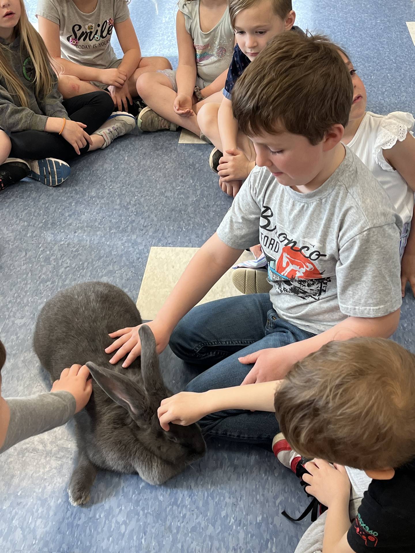 students petting a large gray bunny