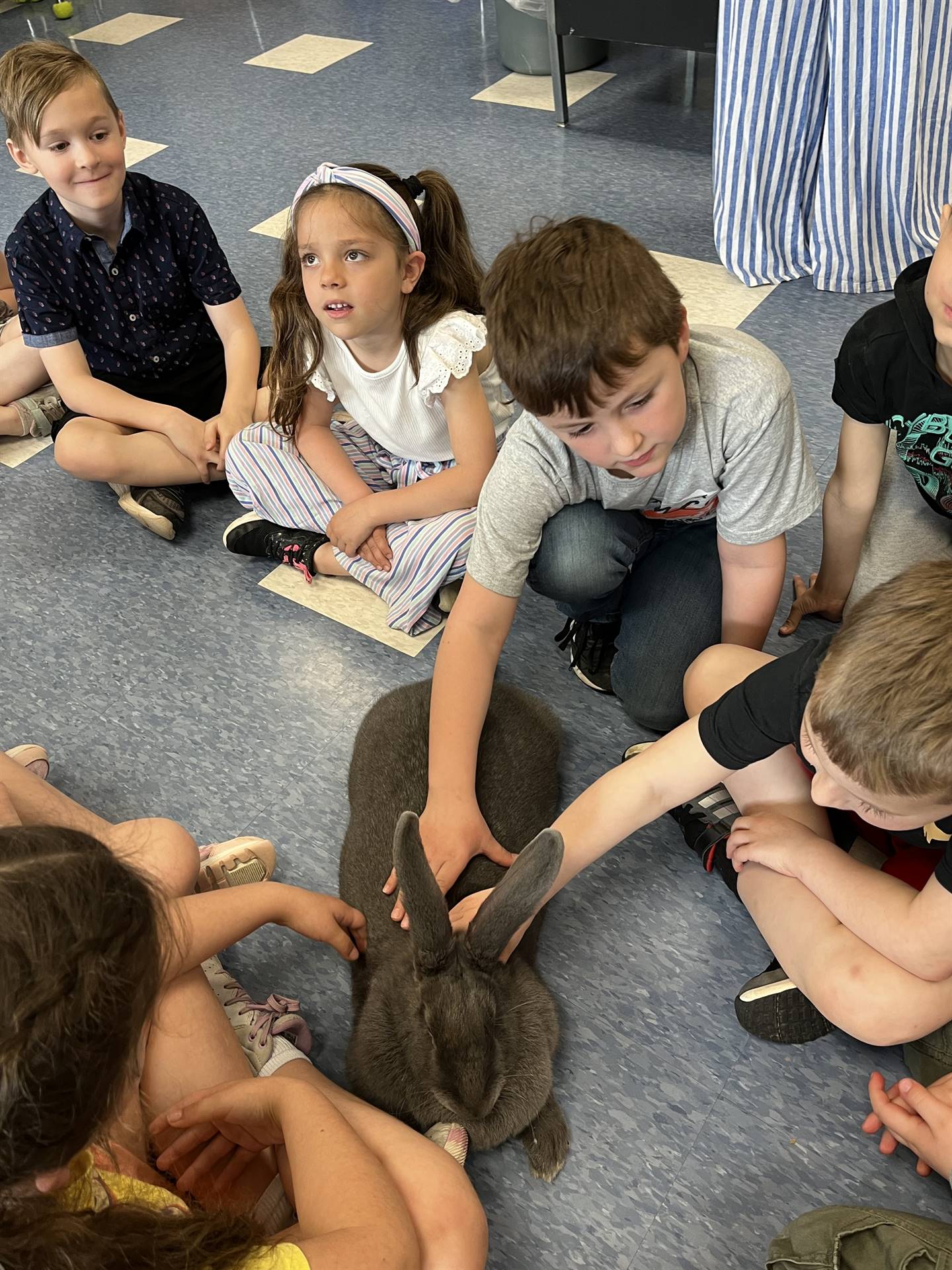 students petting a large gray bunny