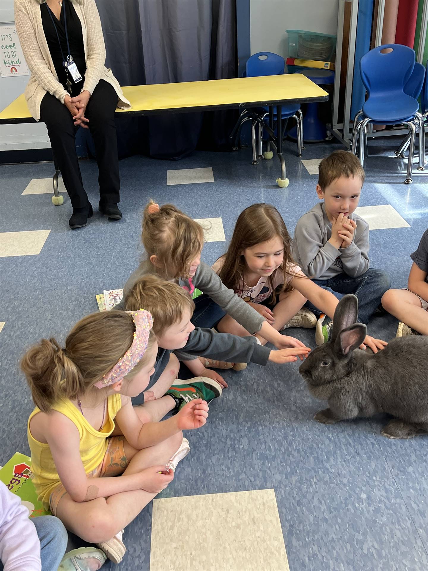 students petting a large gray bunny