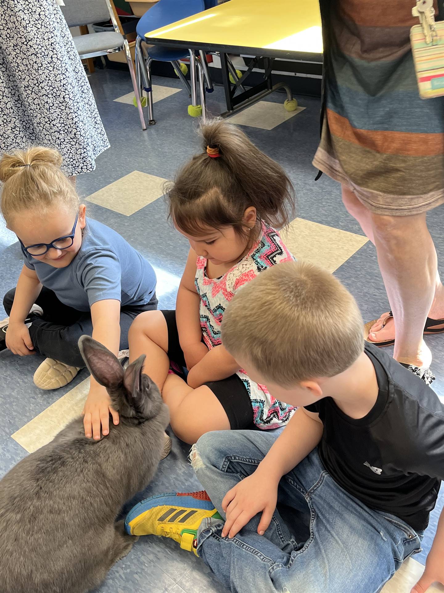 students petting a large gray bunny