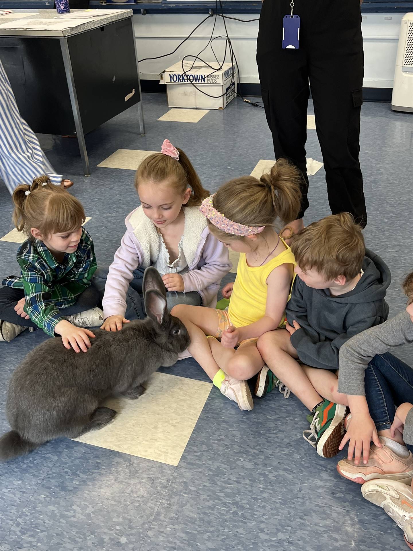 students petting a large gray bunny