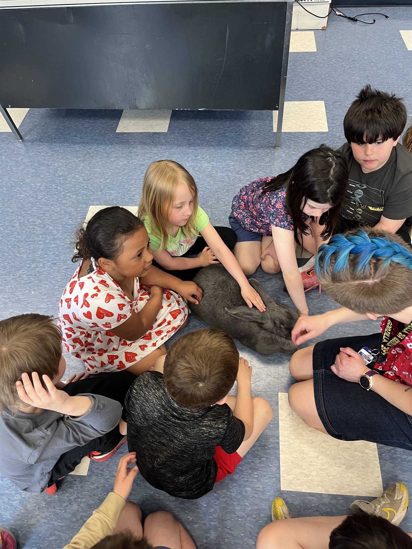 students petting a large gray bunny