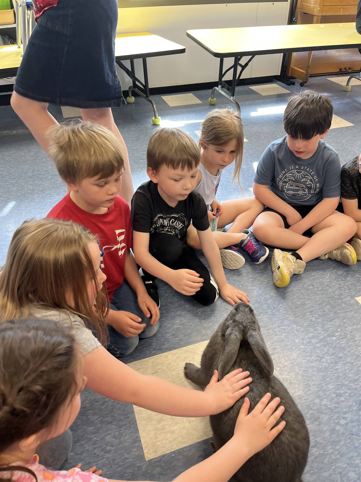 students petting a large gray bunny