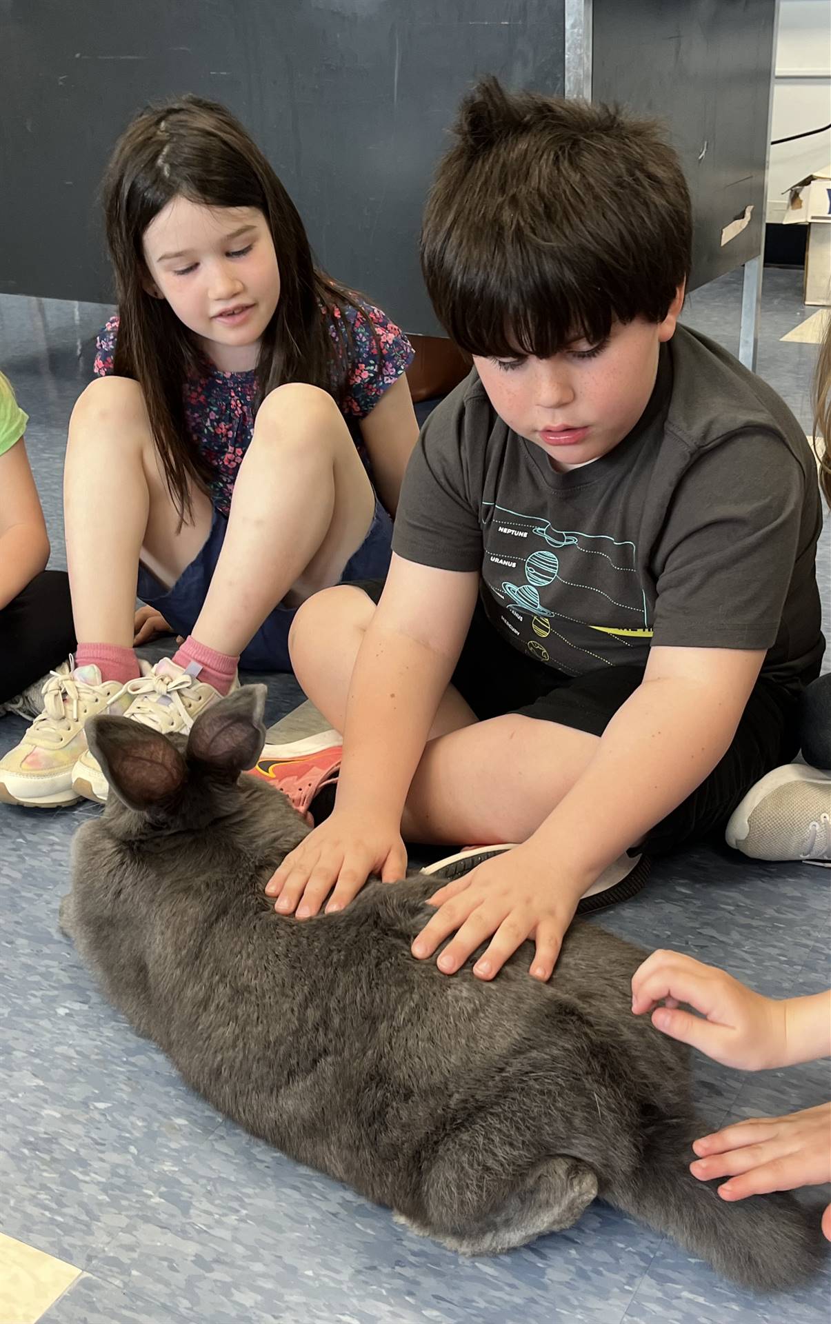 students petting a large gray bunny