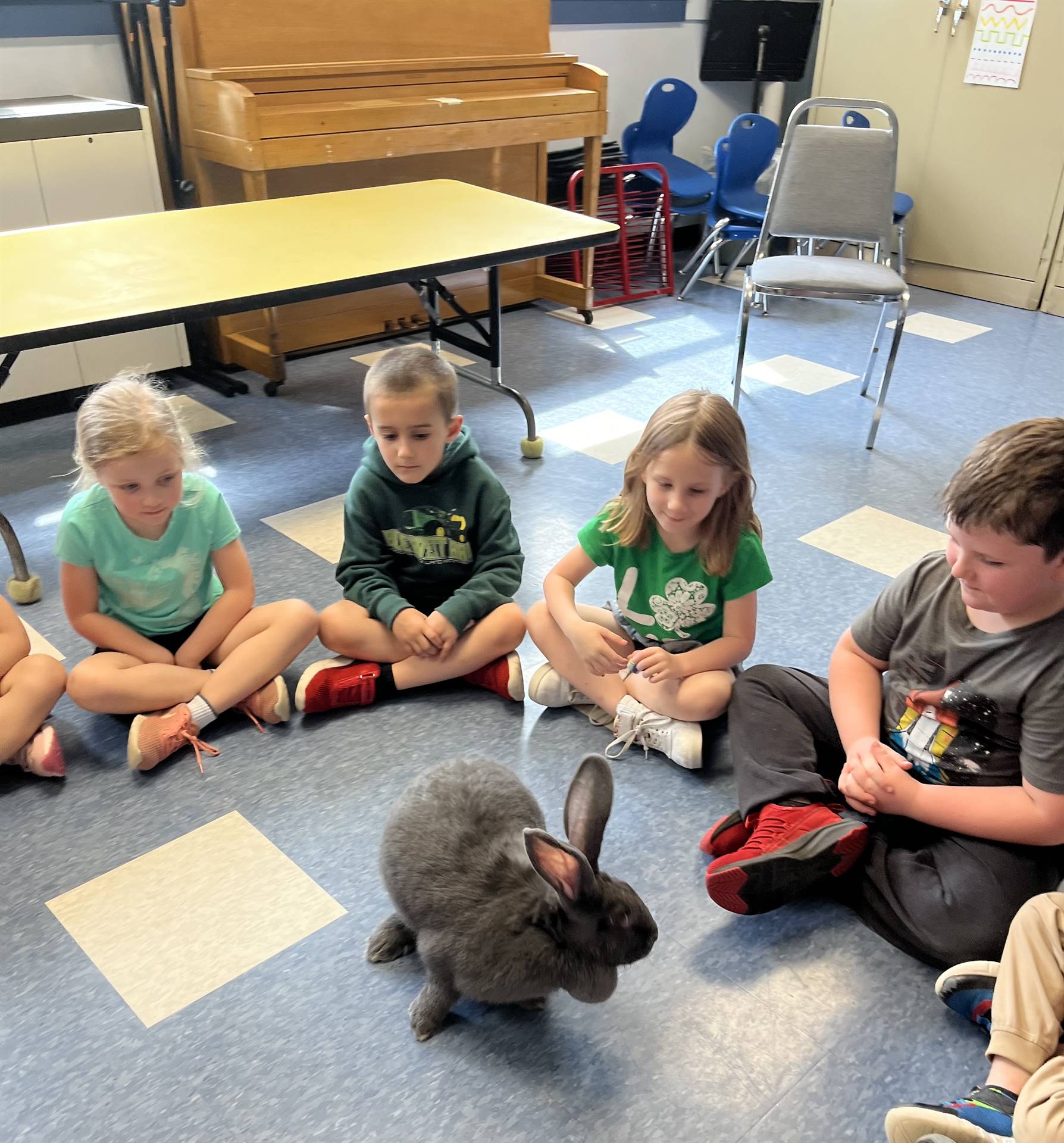 students petting a large gray bunny