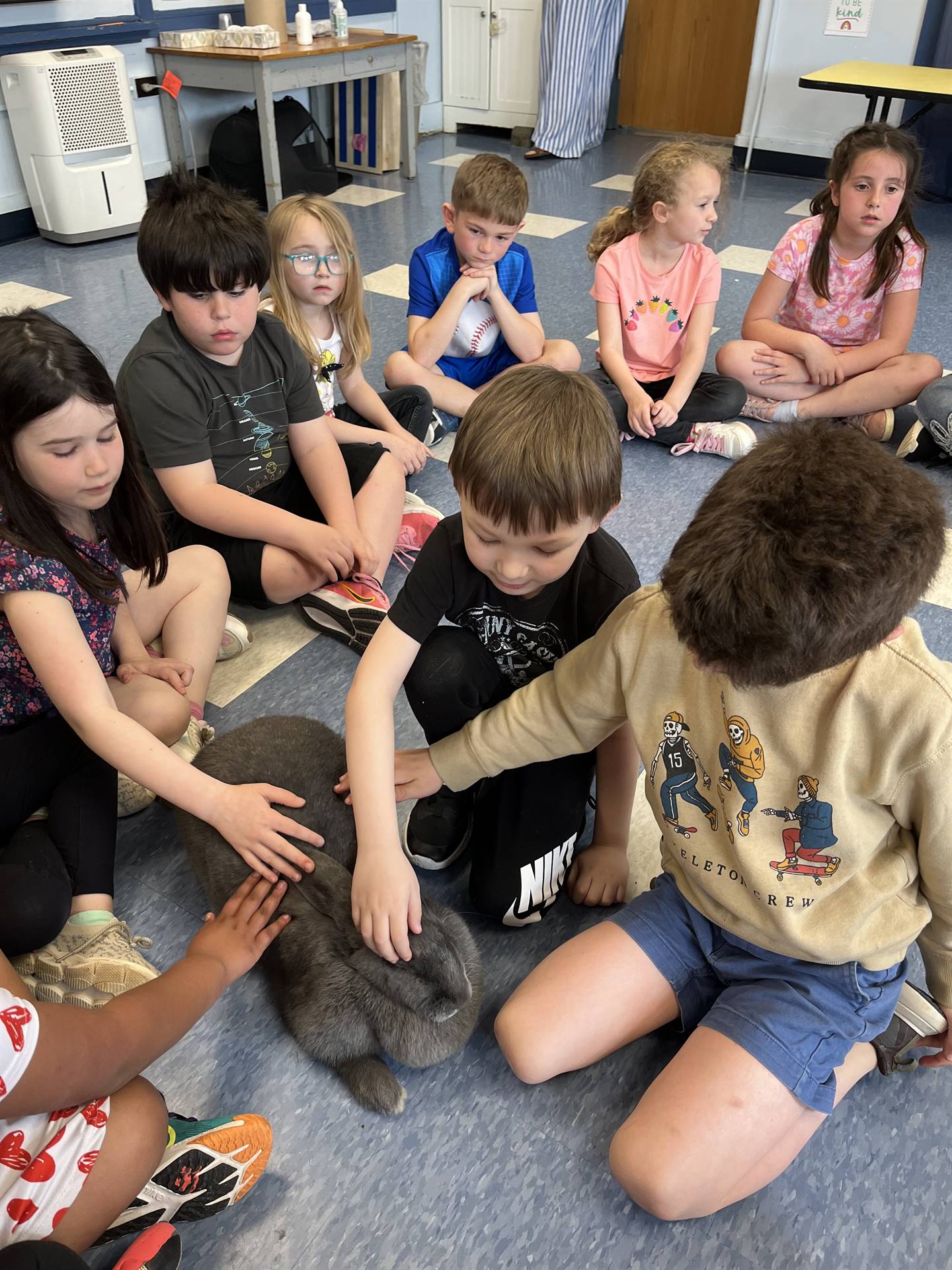 students petting a large gray bunny