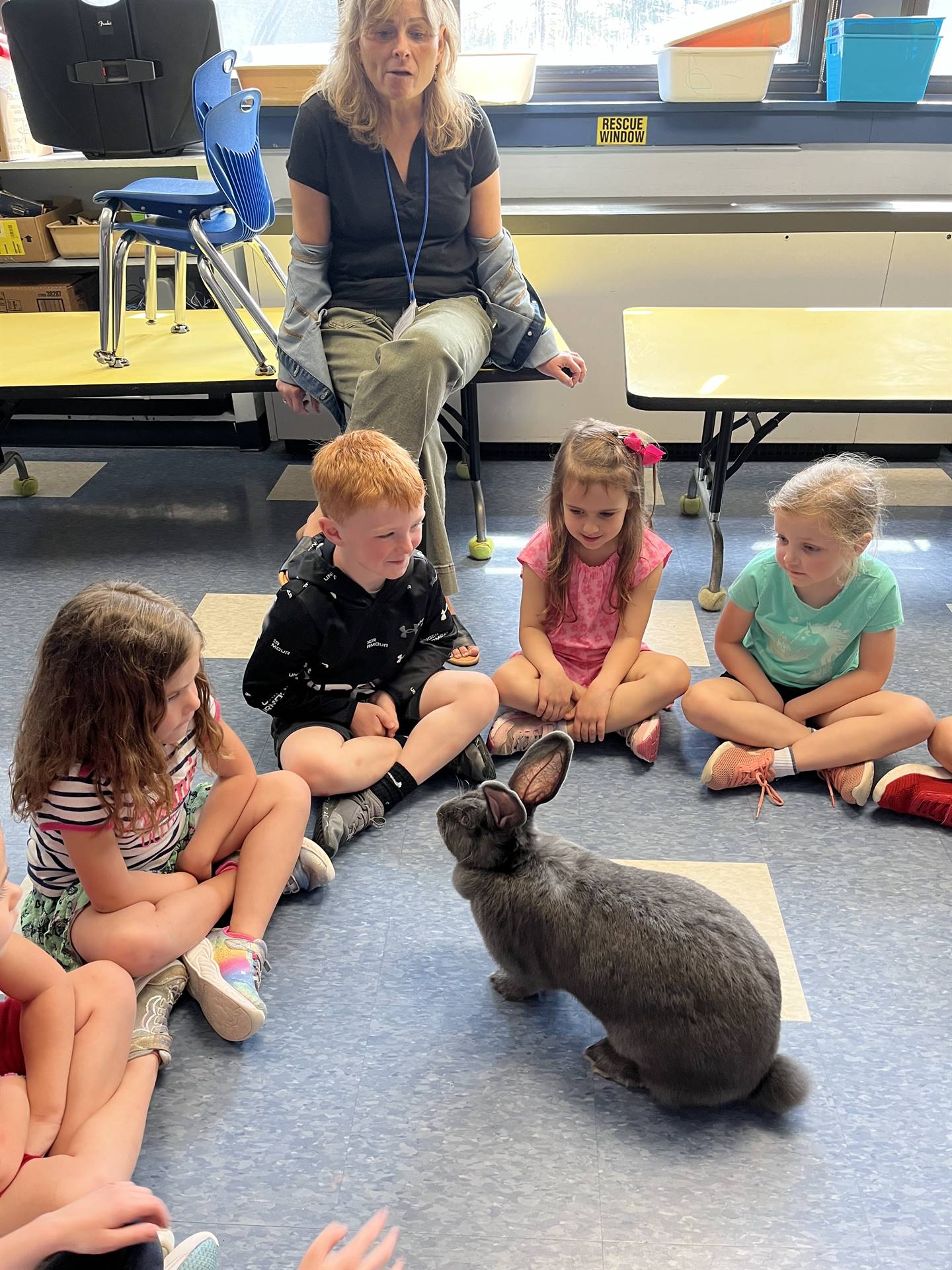 students petting a large gray bunny