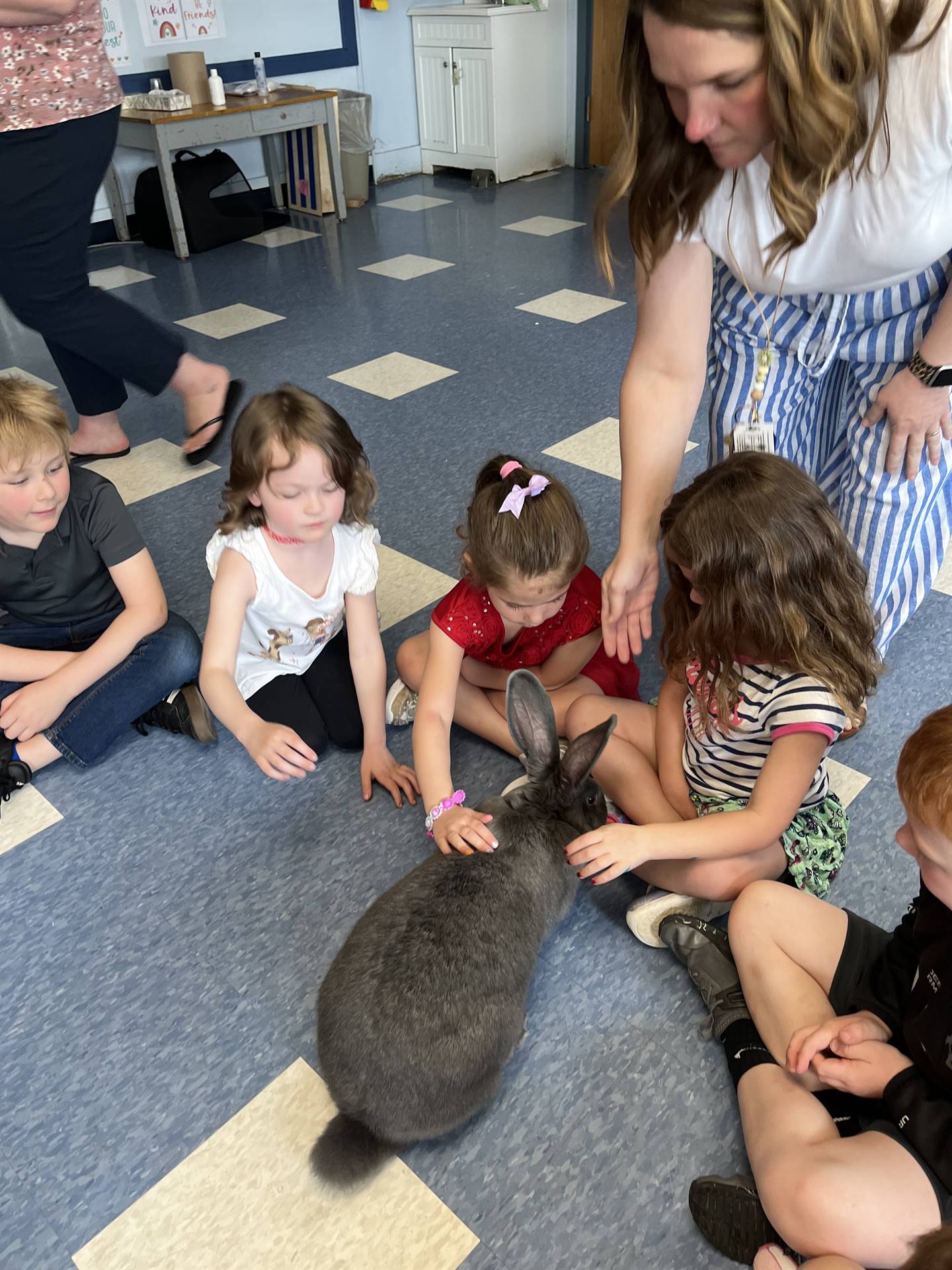 students petting a large gray bunny