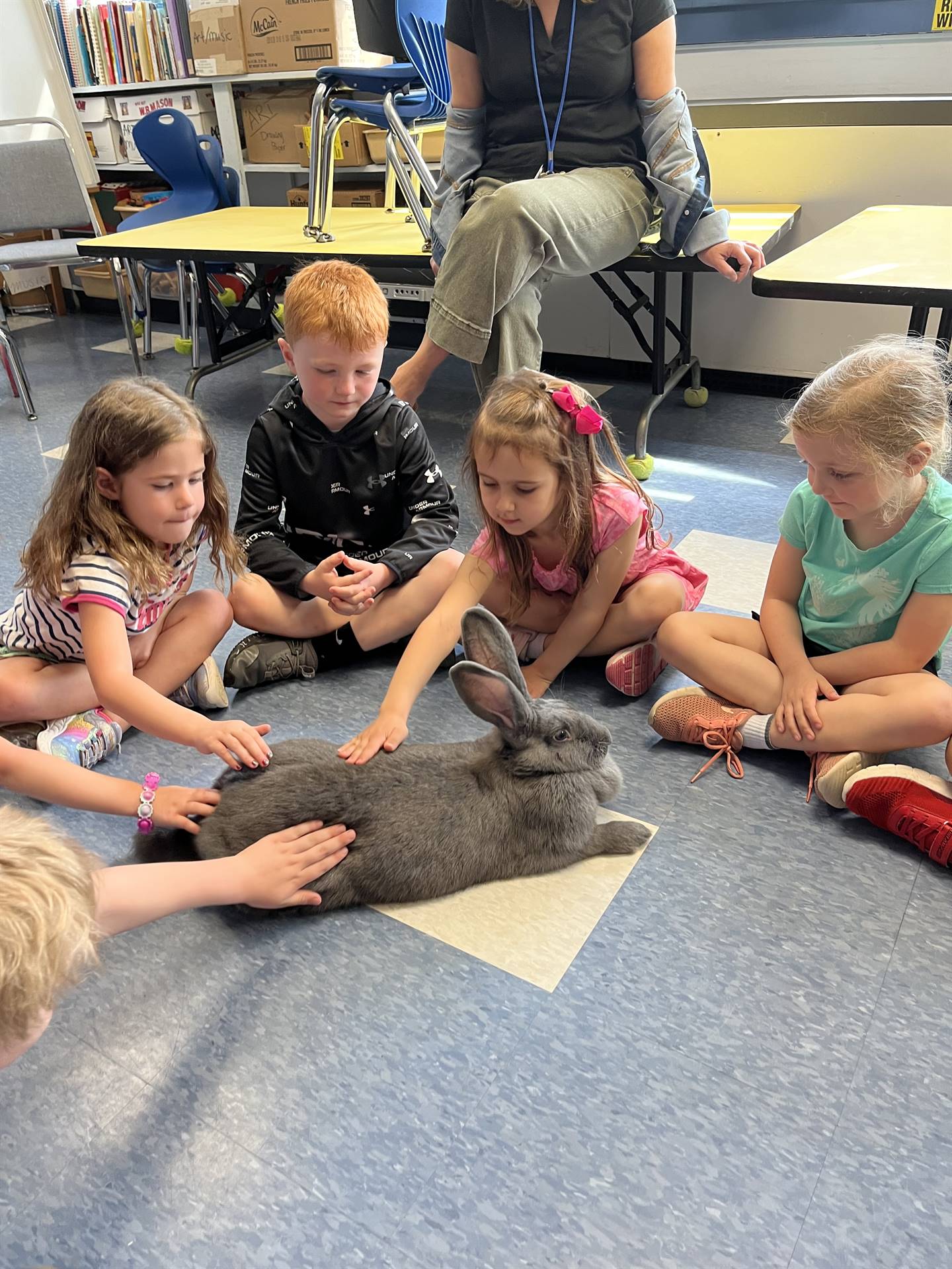 students petting a large gray bunny