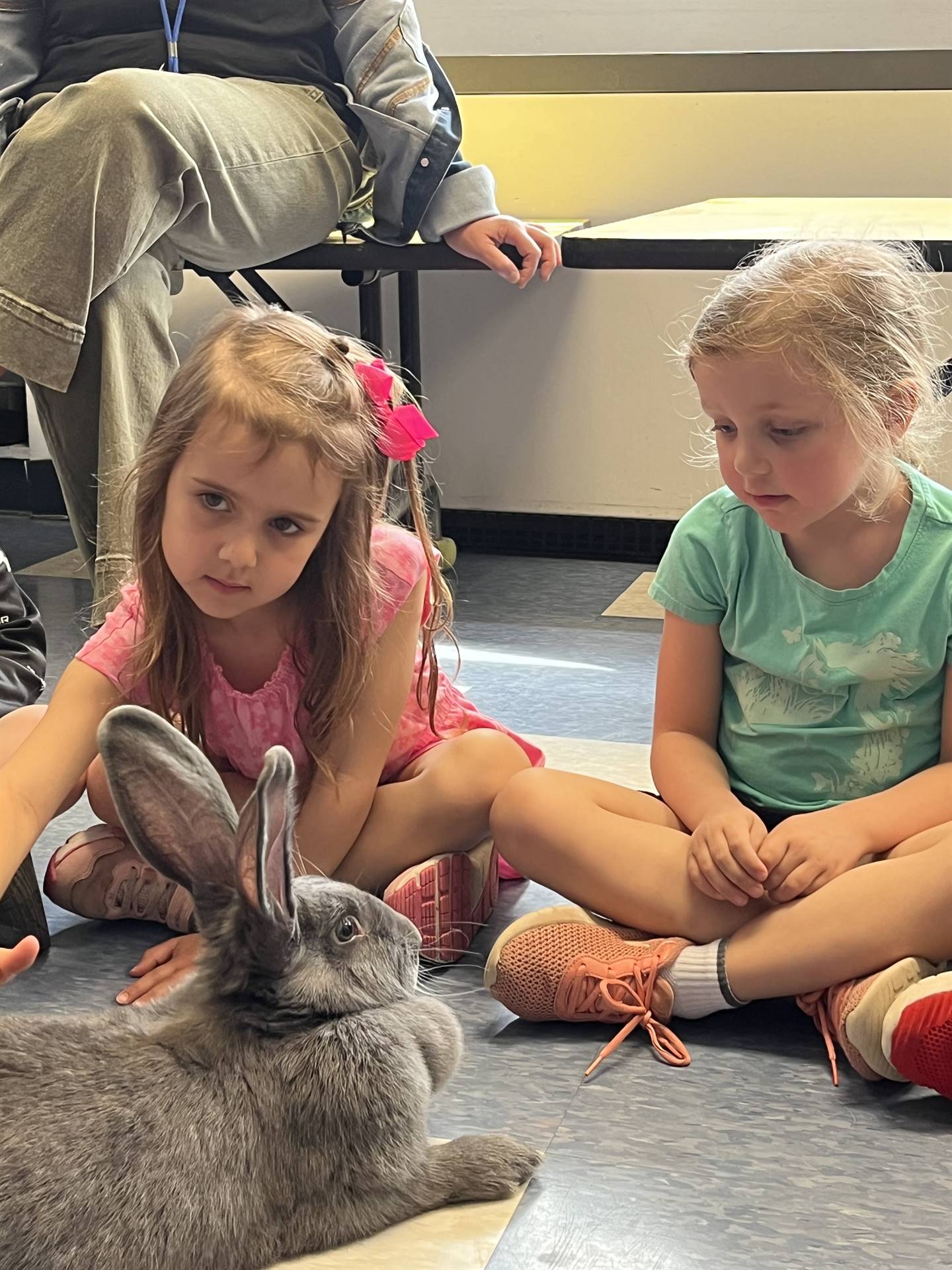 students petting a large gray bunny