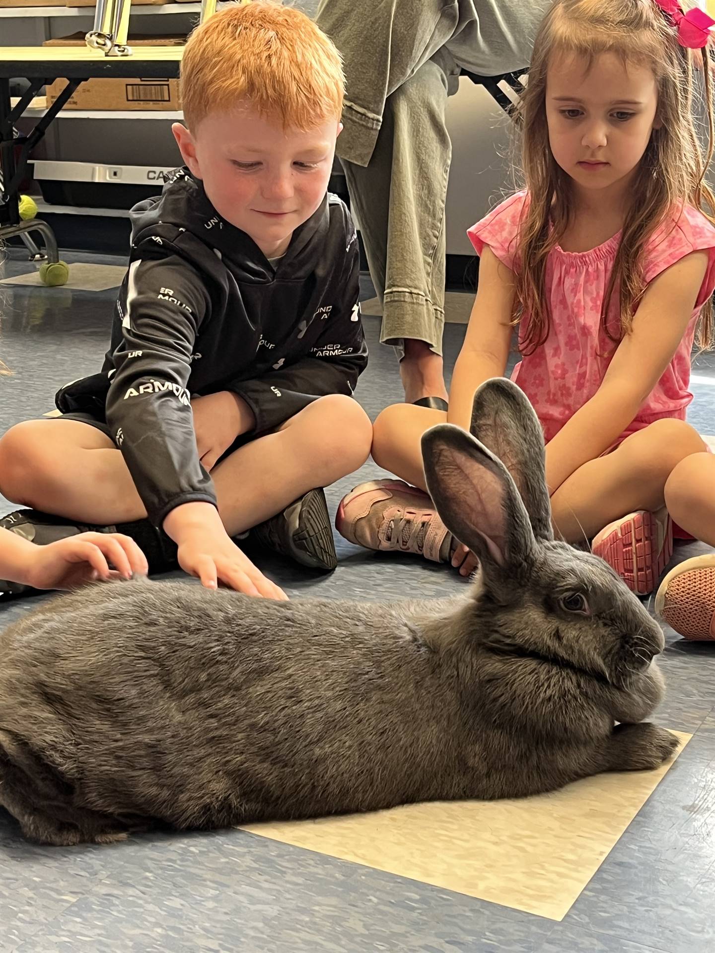 students petting a large gray bunny