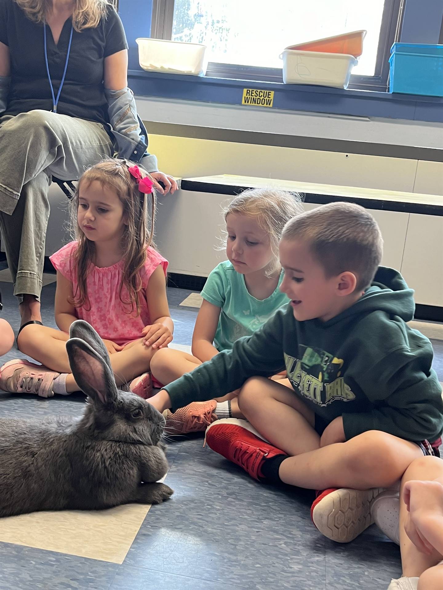 students petting a large gray bunny