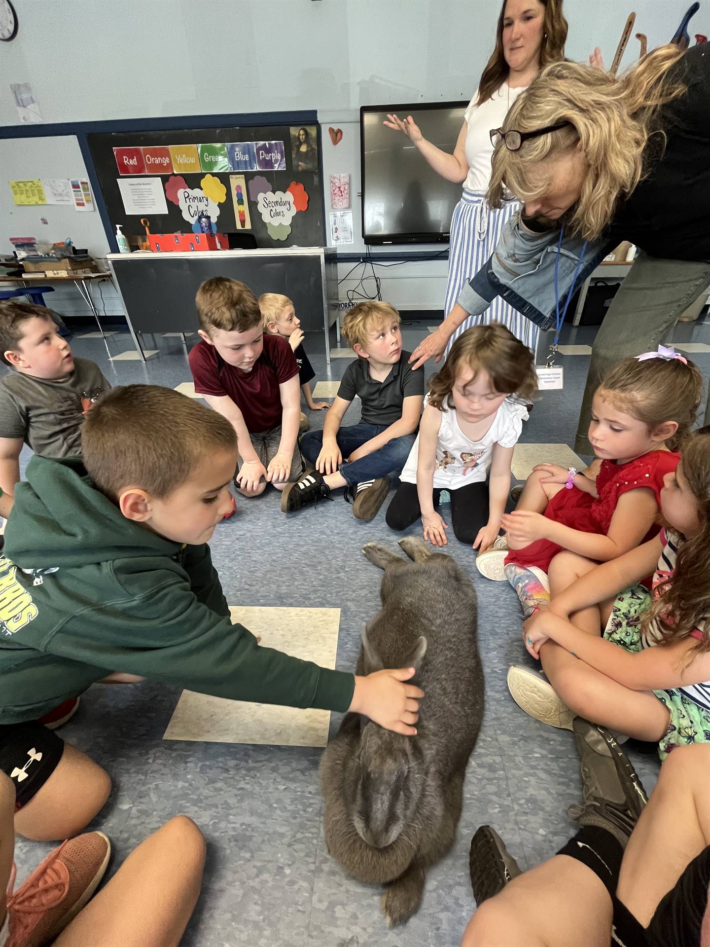 students petting a large gray bunny