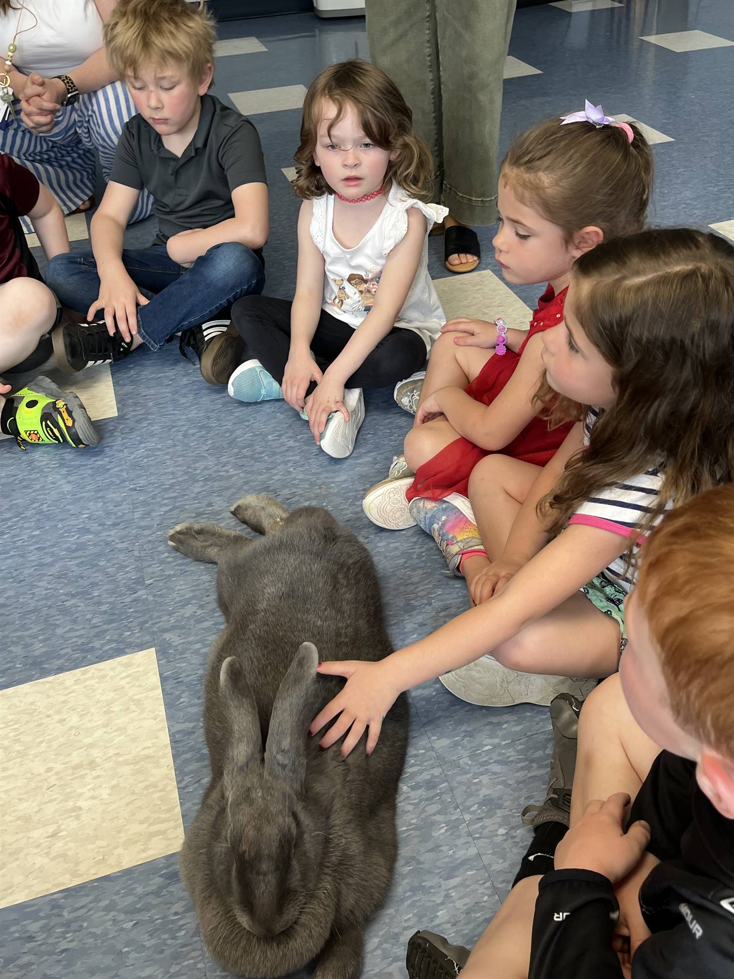 students petting a large gray bunny