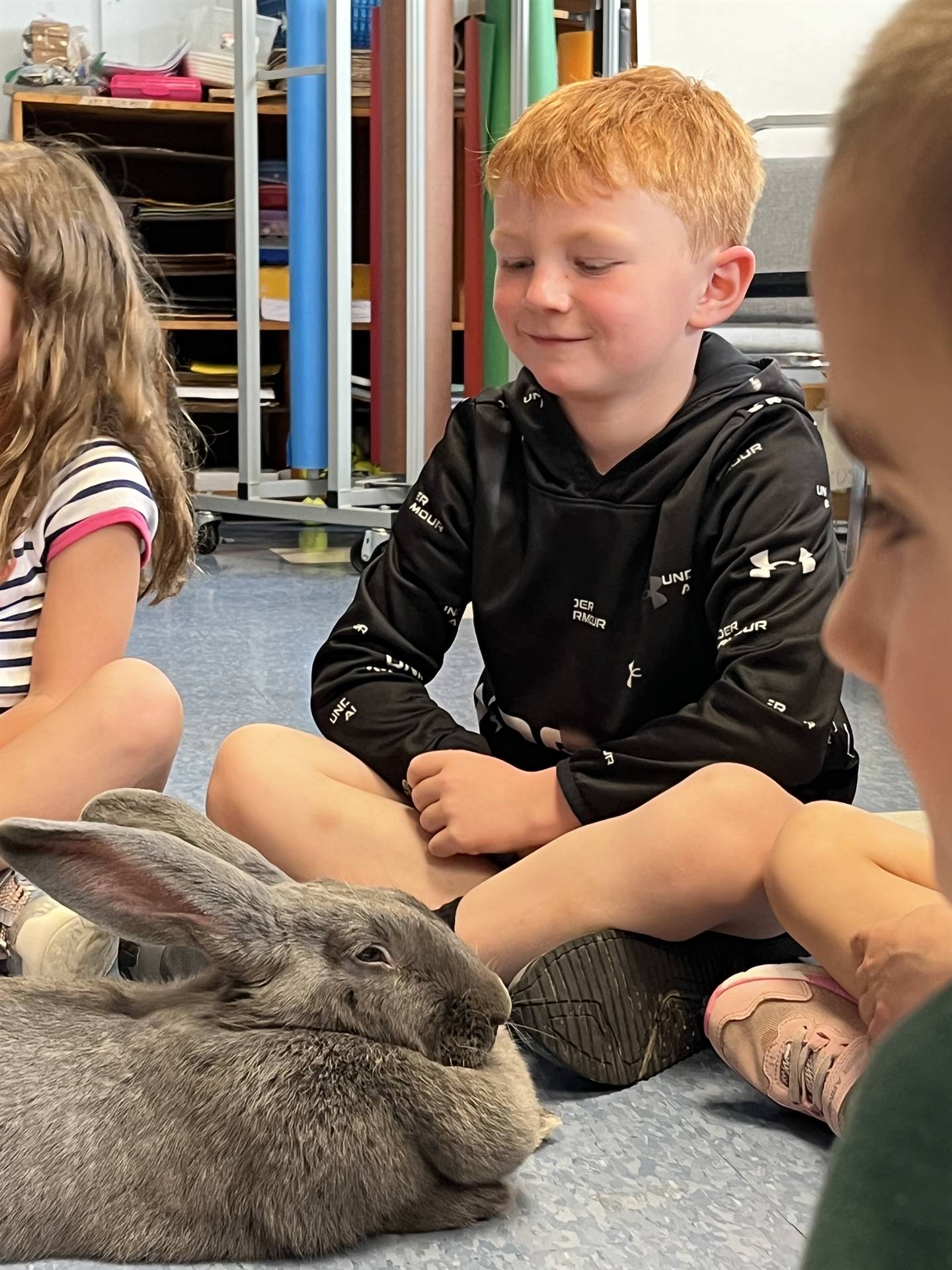 a student petting a large gray bunny