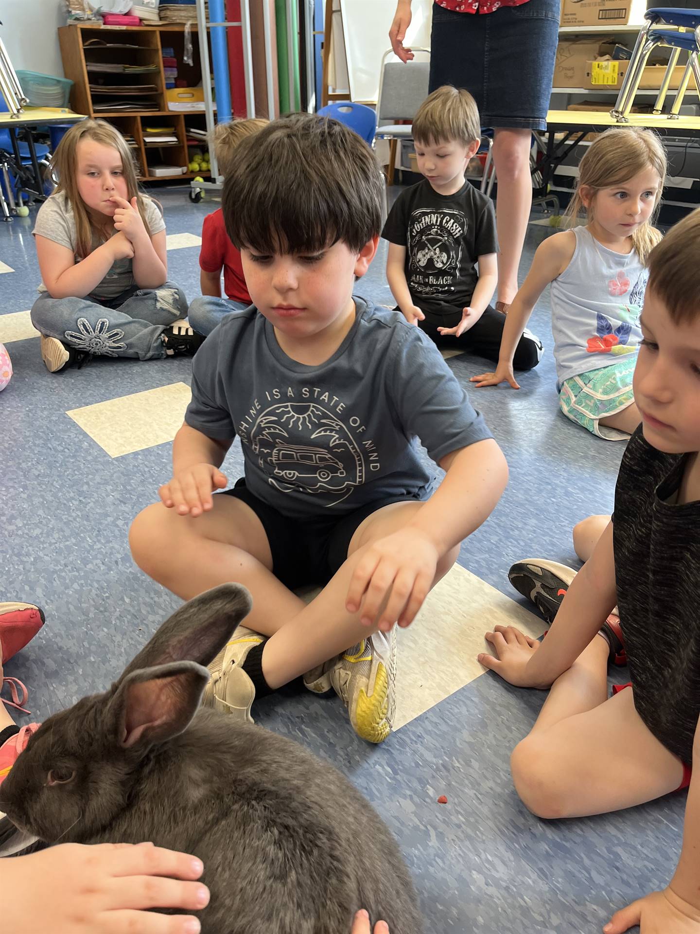 students petting a large gray bunny