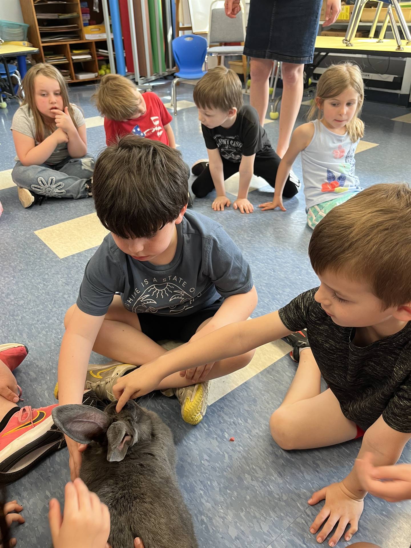 students petting a large gray bunny