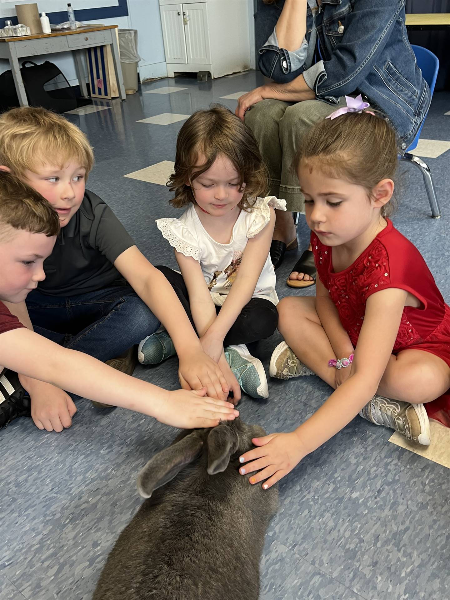 students petting a large gray bunny