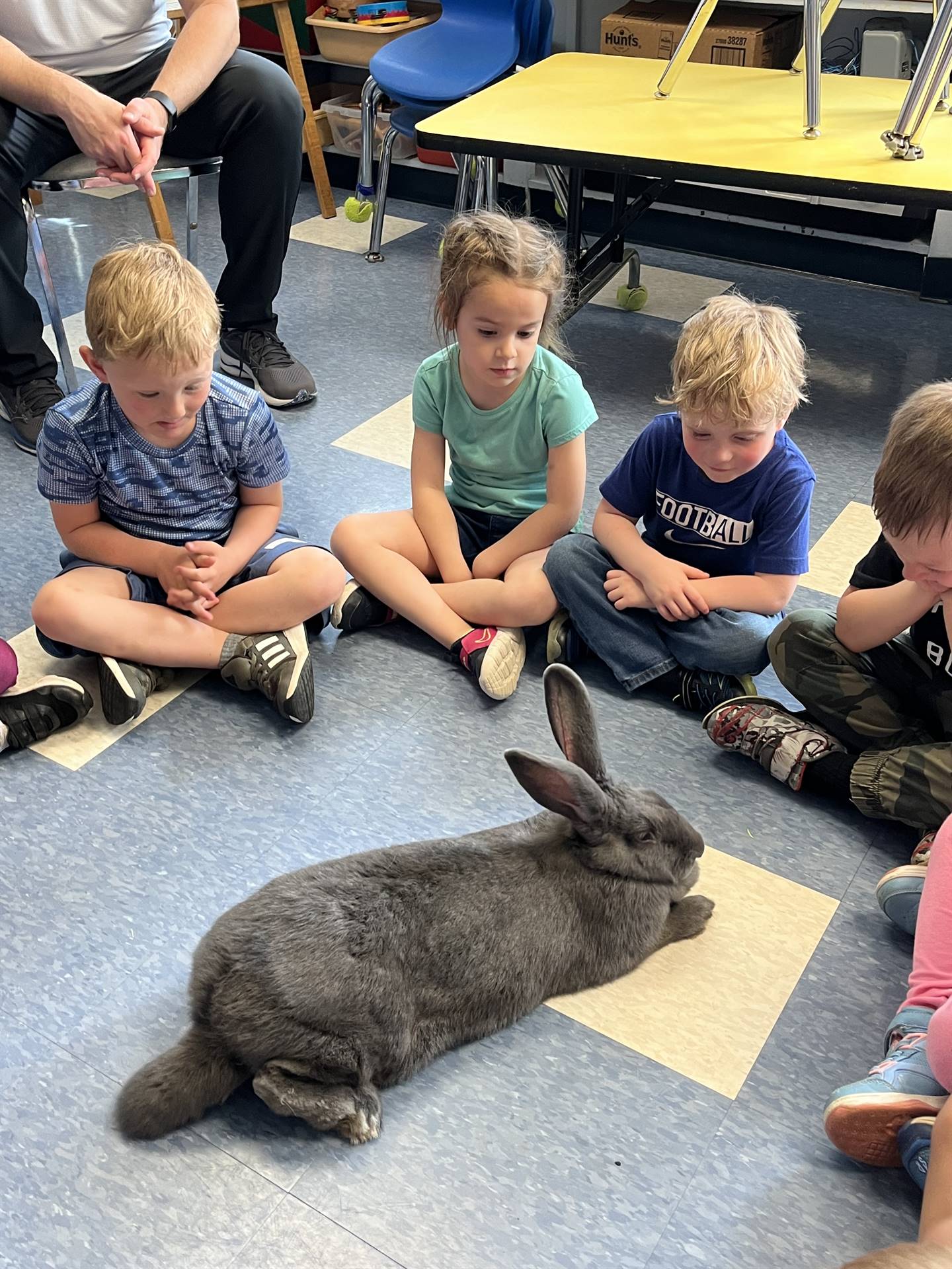 students observing a large gray bunny