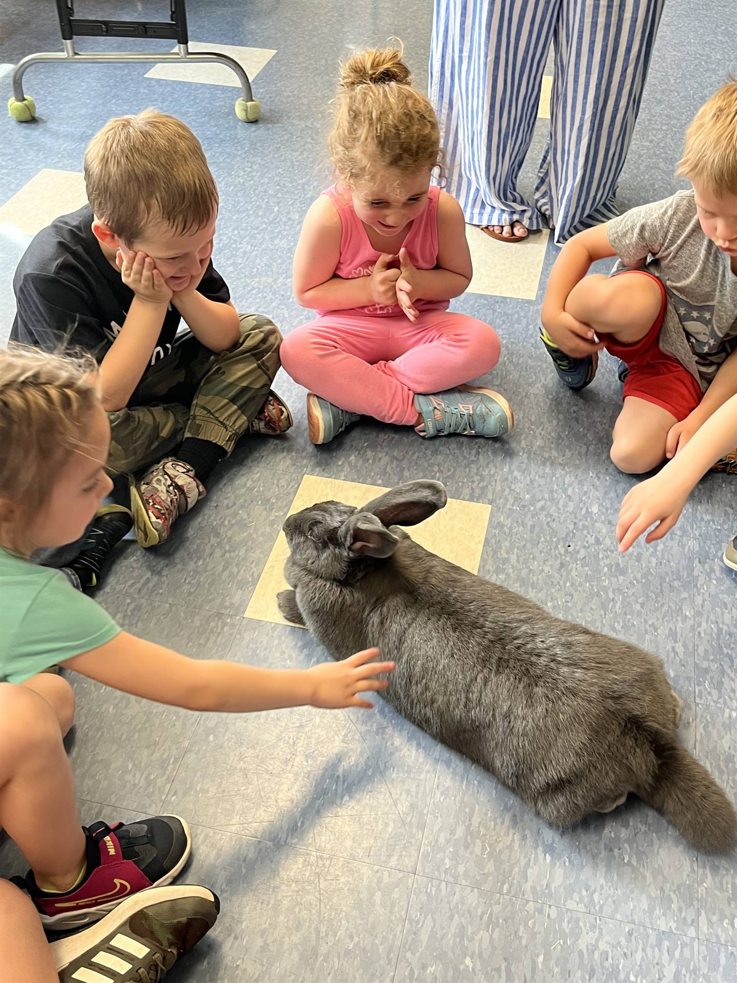 students petting a large gray bunny