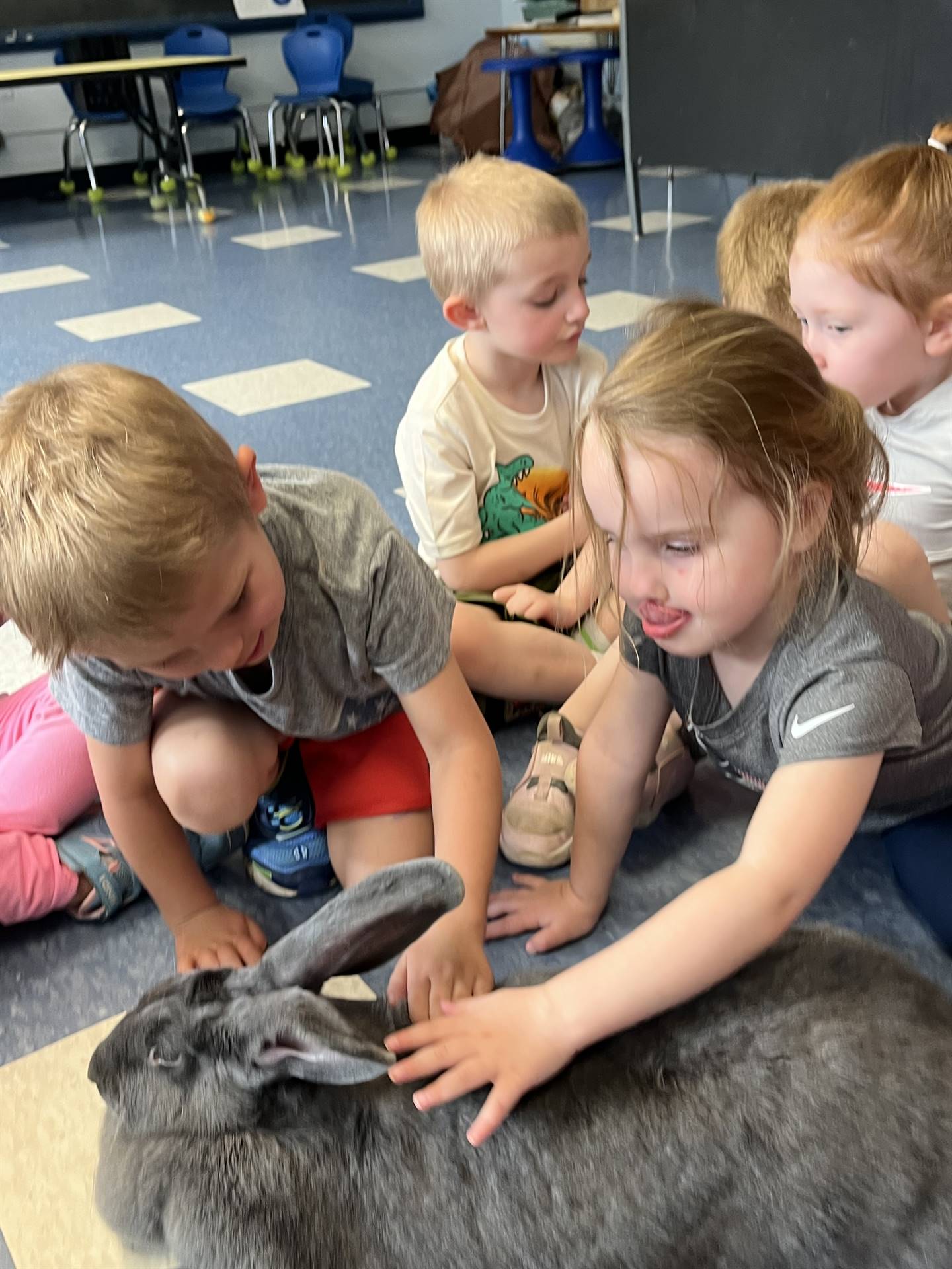 students petting a large gray bunny