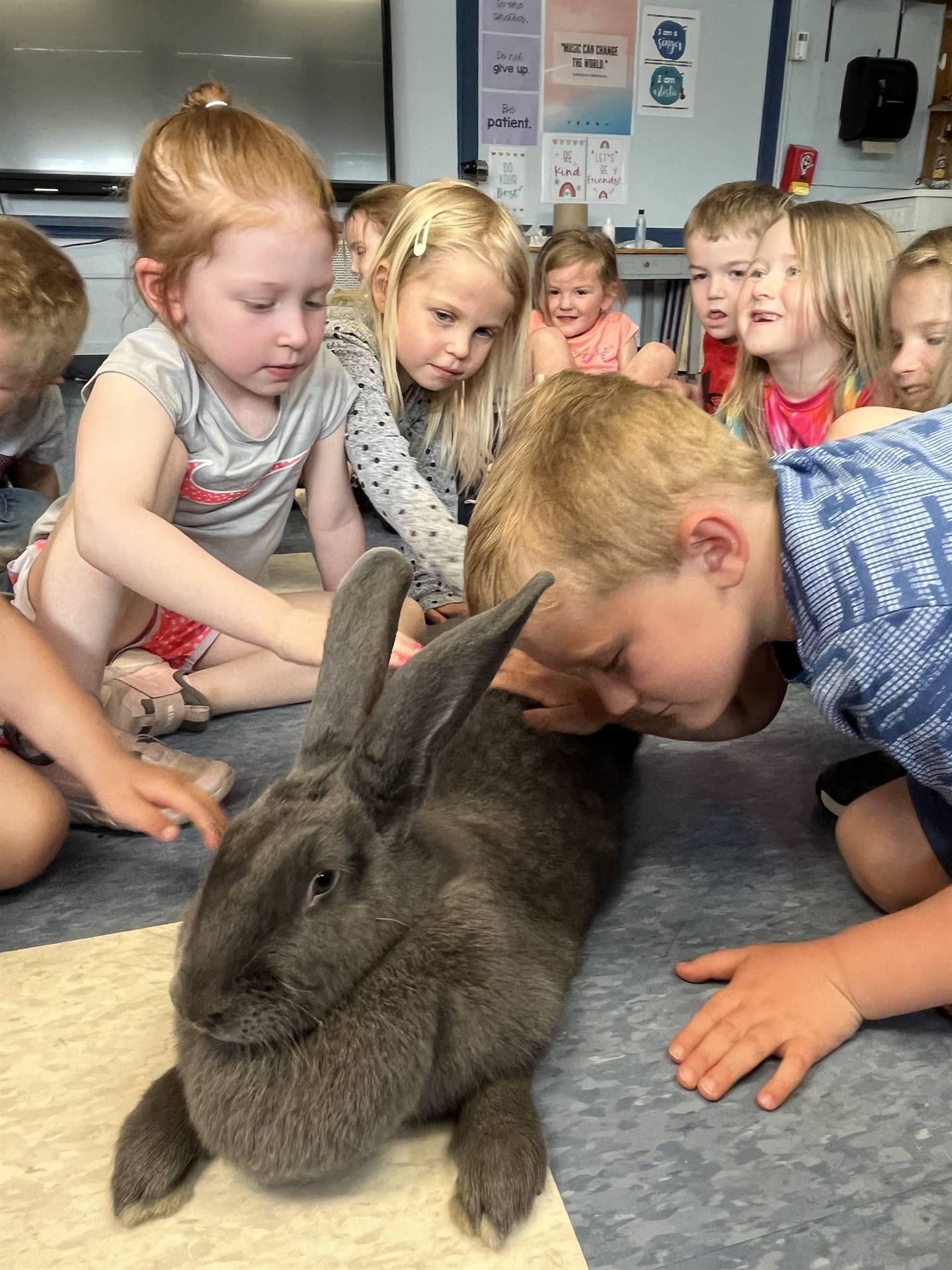 students petting a large gray bunny